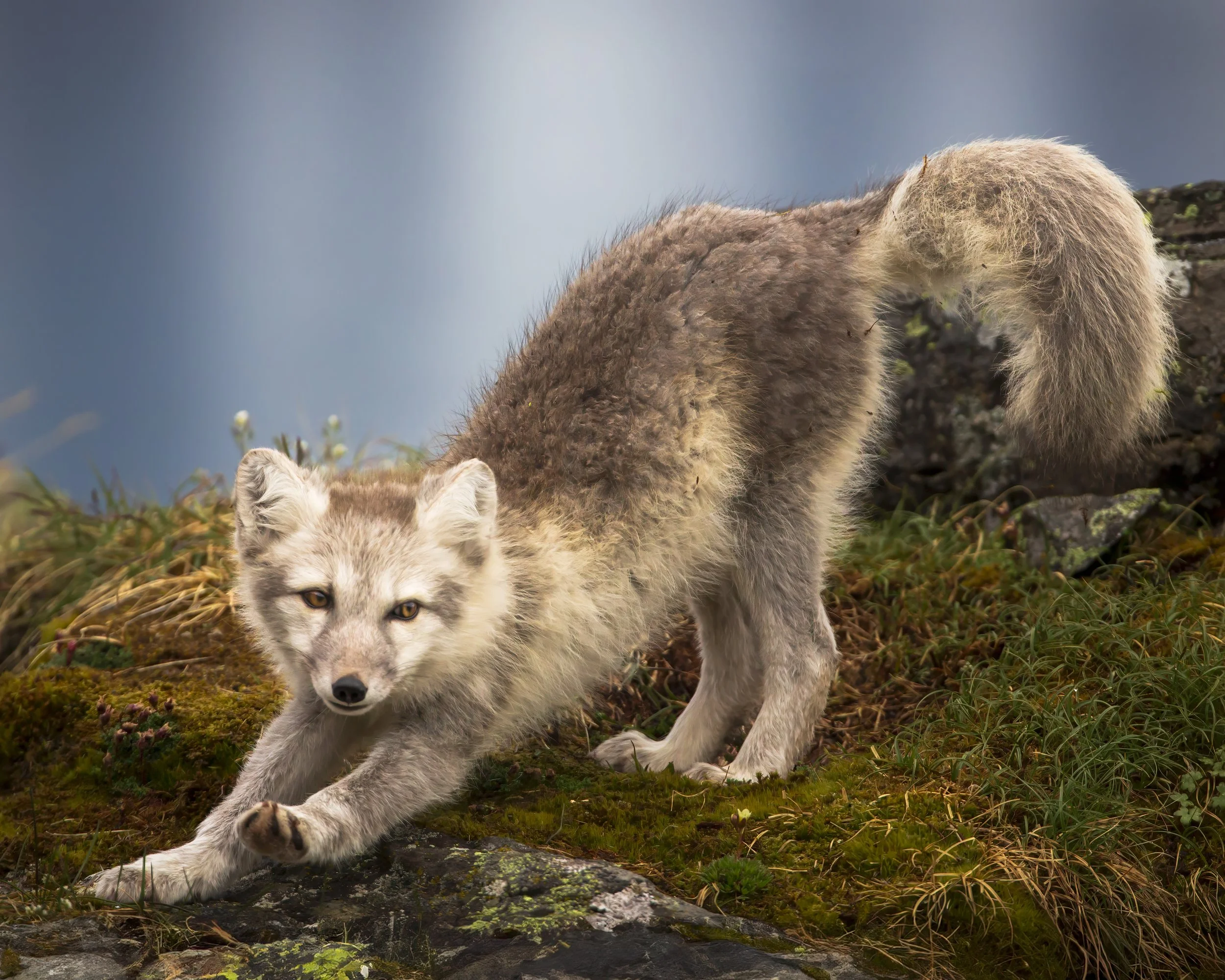 Arctic Fox Stretch.jpg
