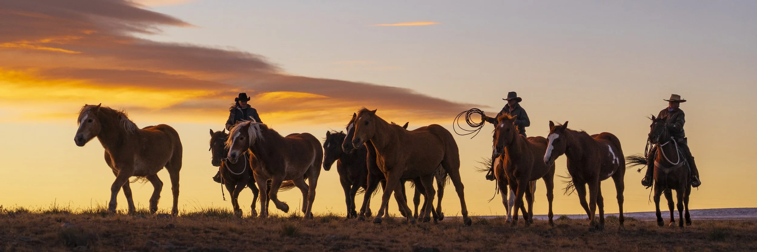COWBOYS AND HORSES