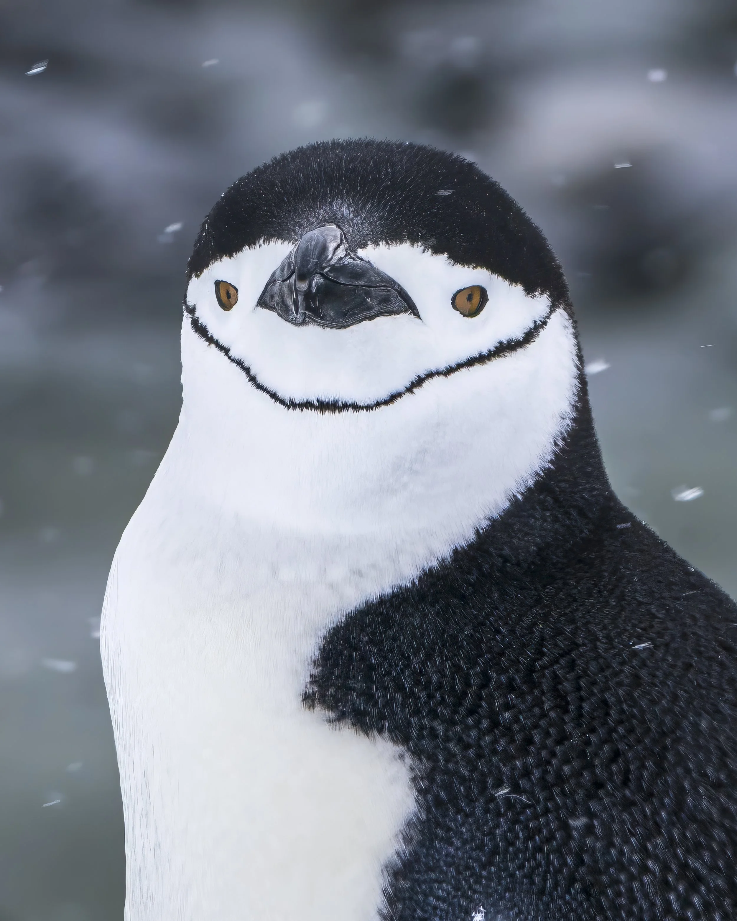 Chinstrap penguin portrait.jpg