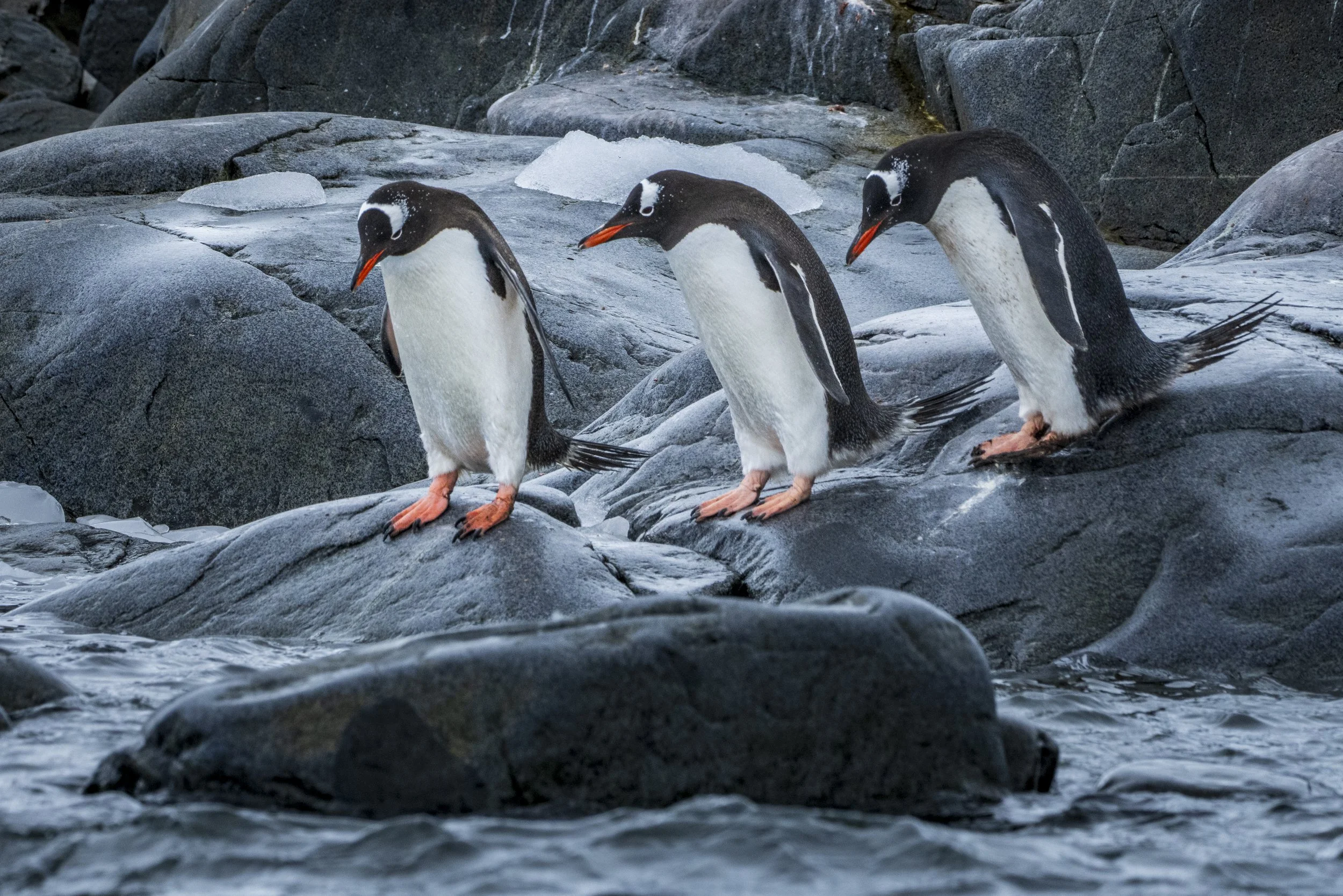 Three Gentoo Penguins.jpg