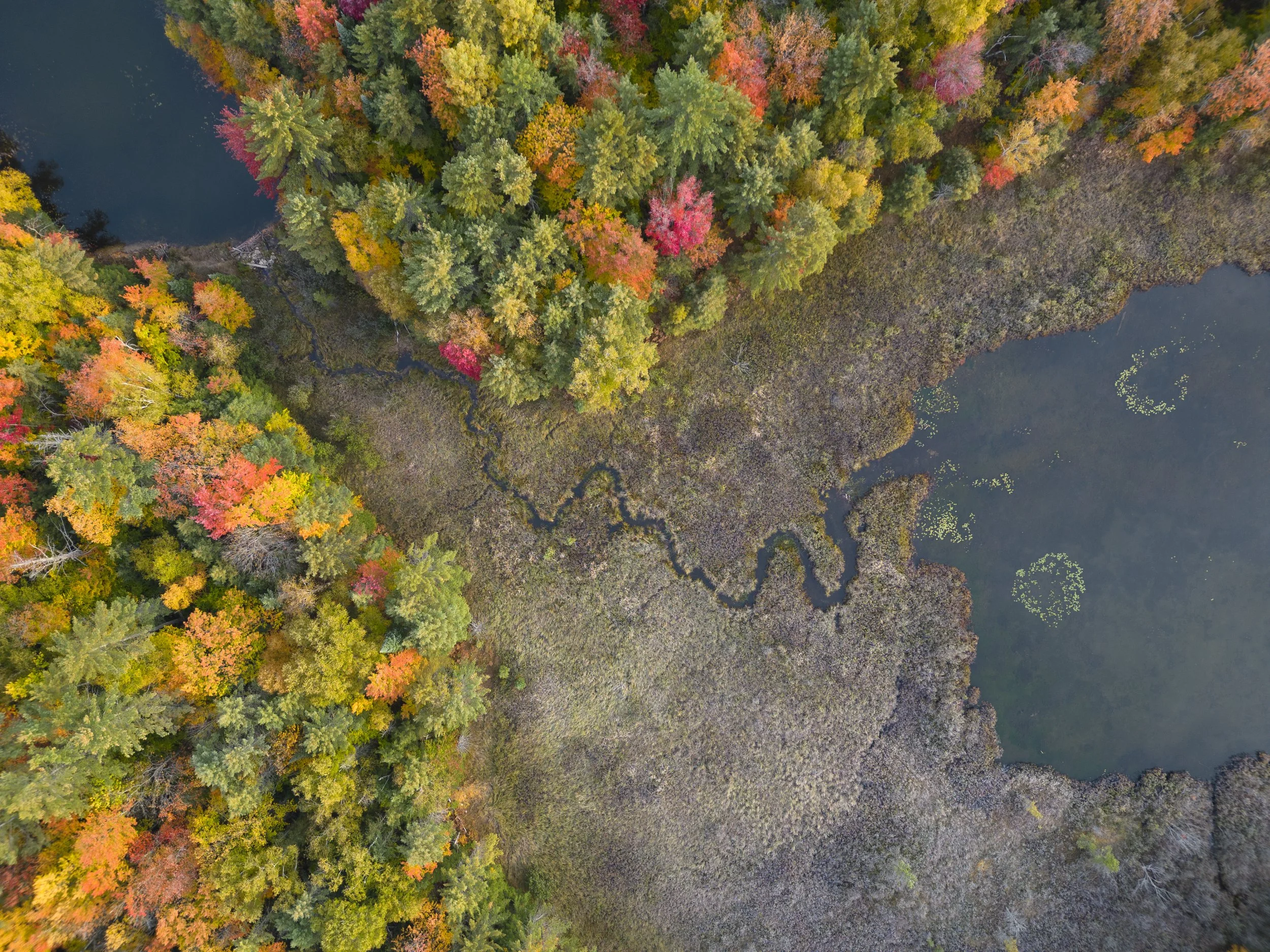 Upper Pennisula lake in fall.jpg