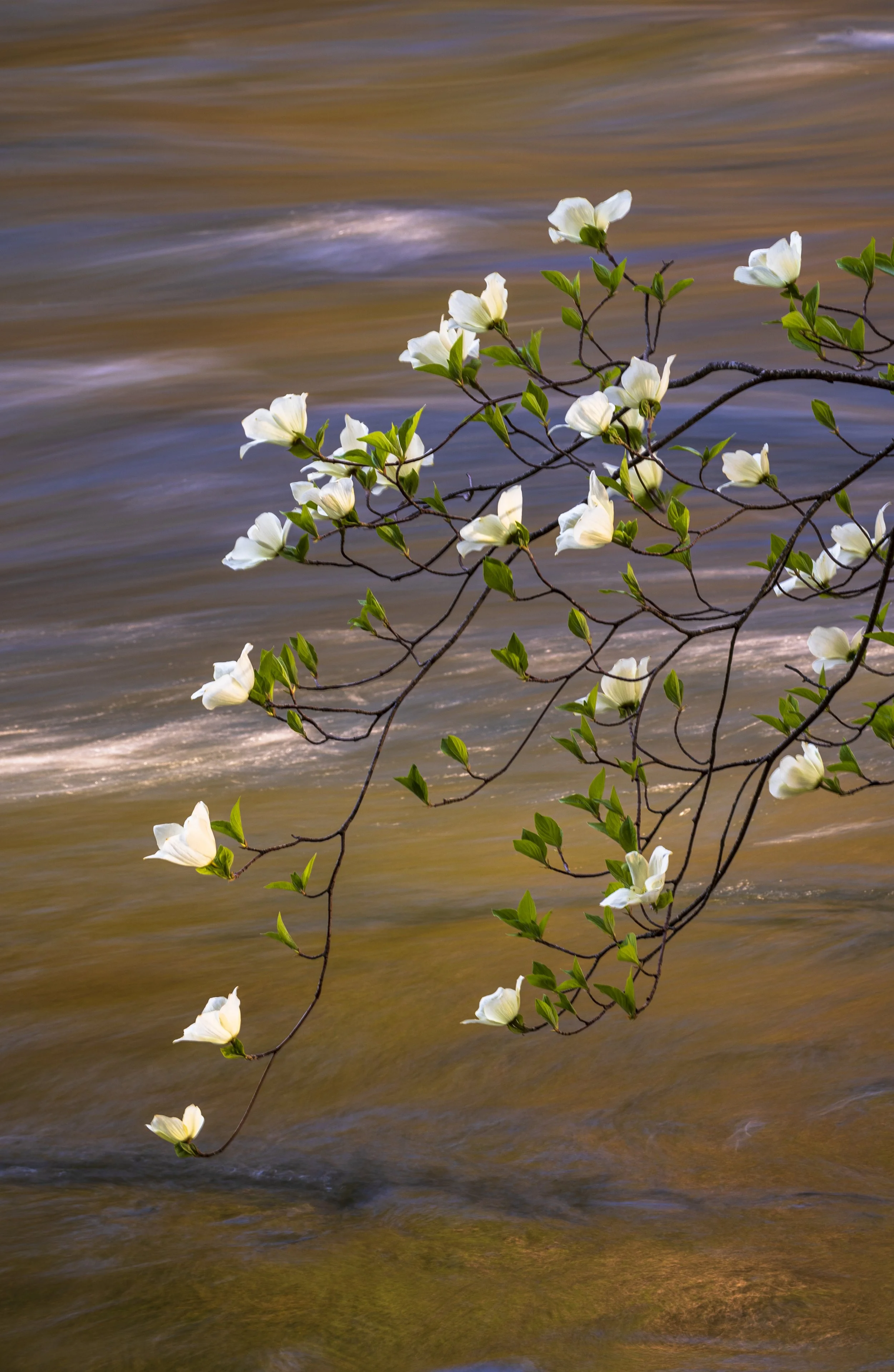 Dogwood Reflections.jpg