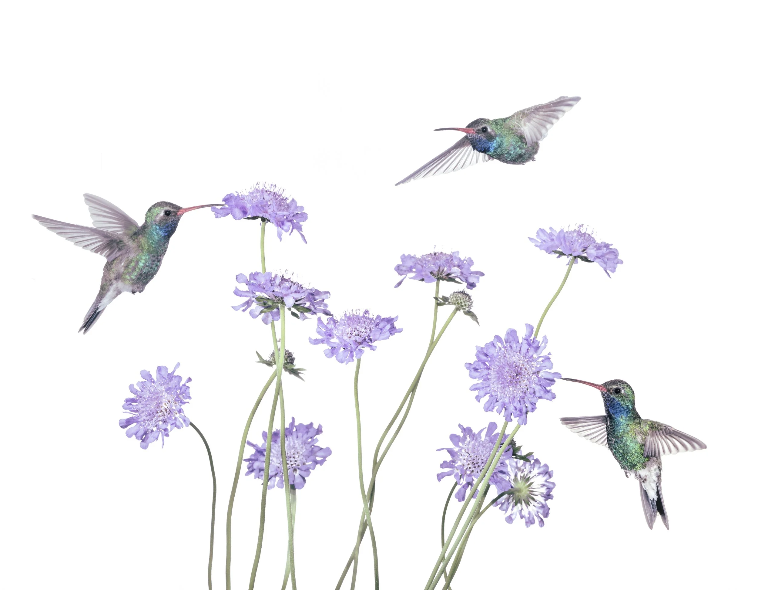 Humming Bird - 5.jpg