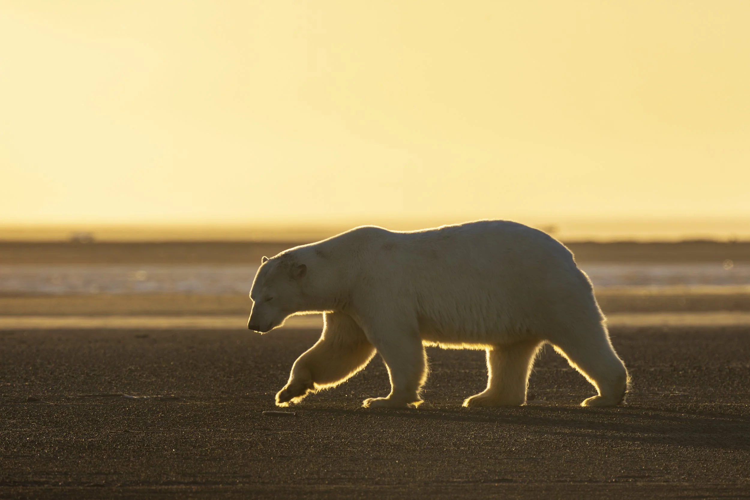Polar Bear step.jpg