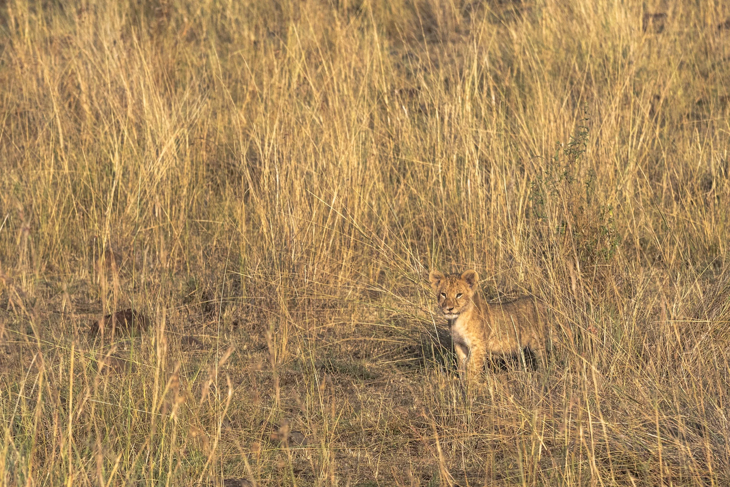 Lost Lion.jpg