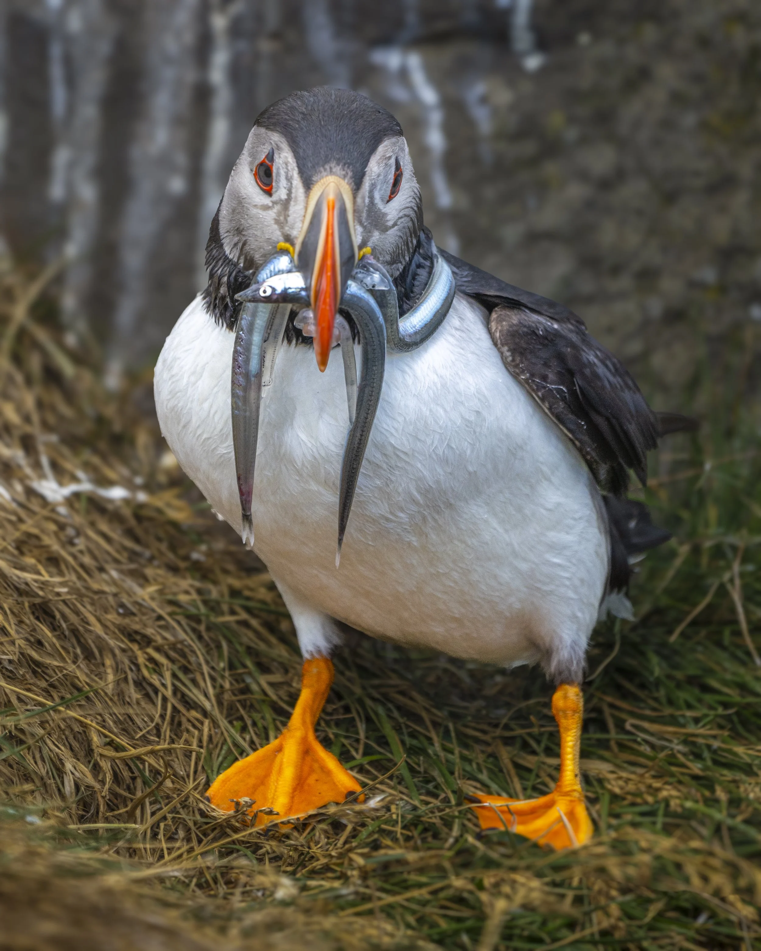 Puffin Catch.jpg