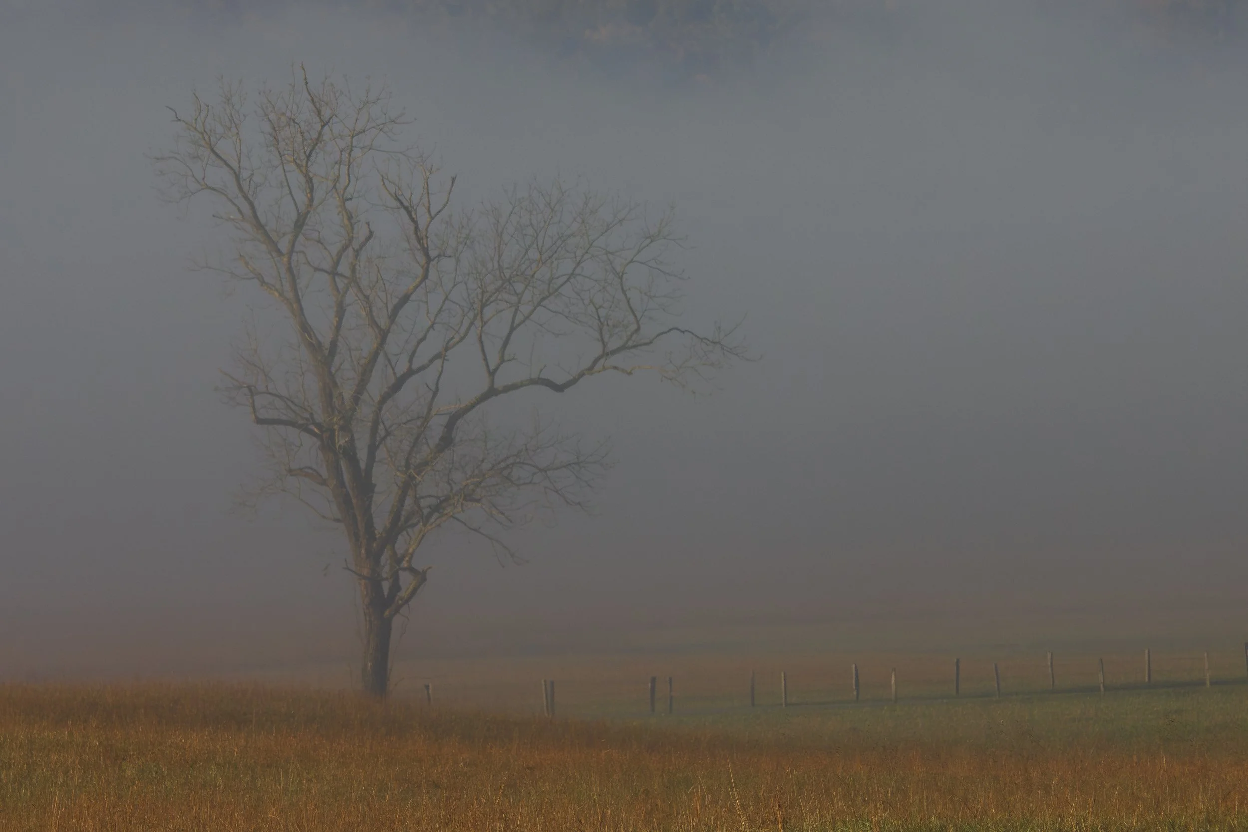 Morning Fog.jpg