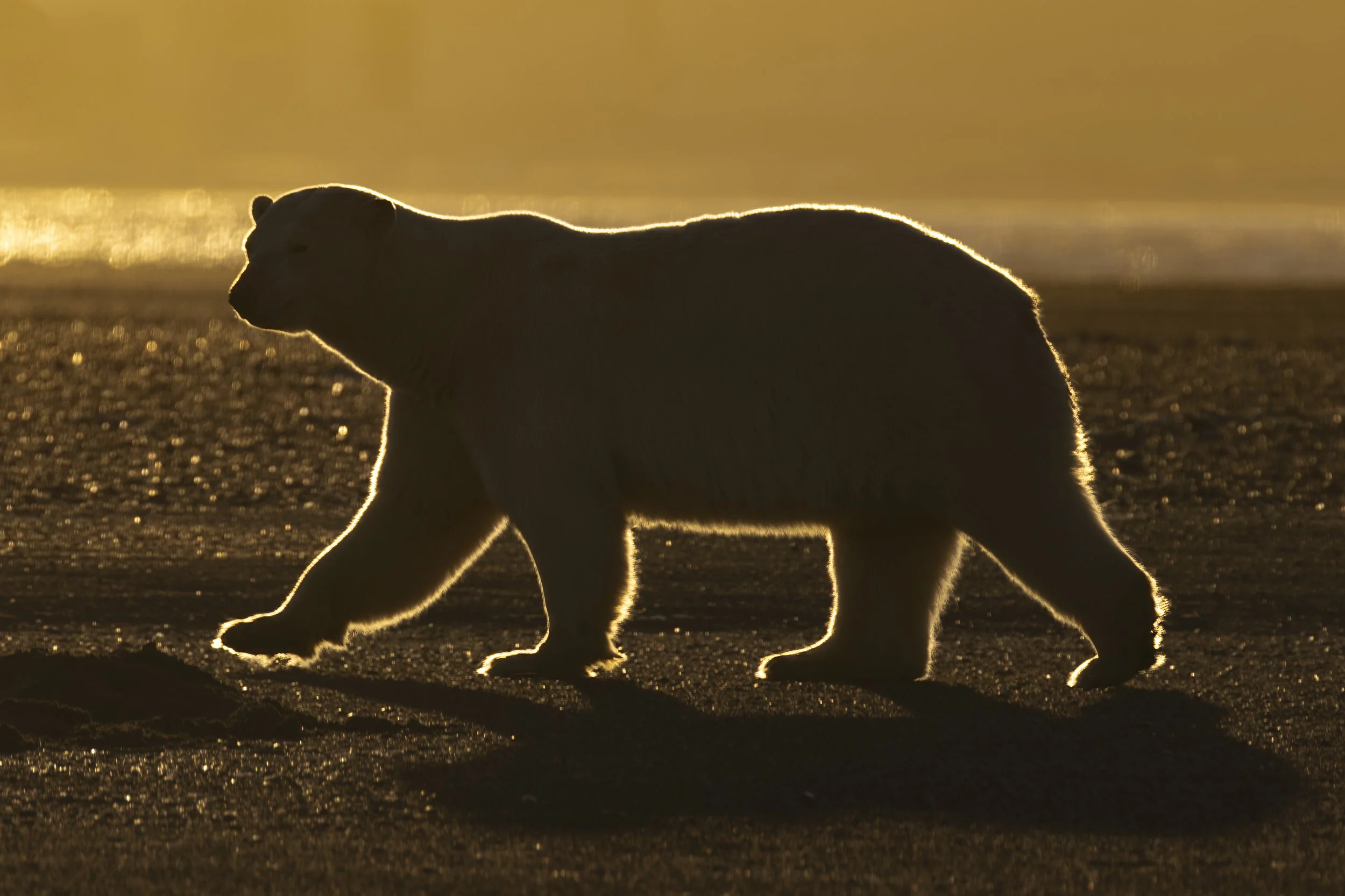 Polar Bear outline.jpg