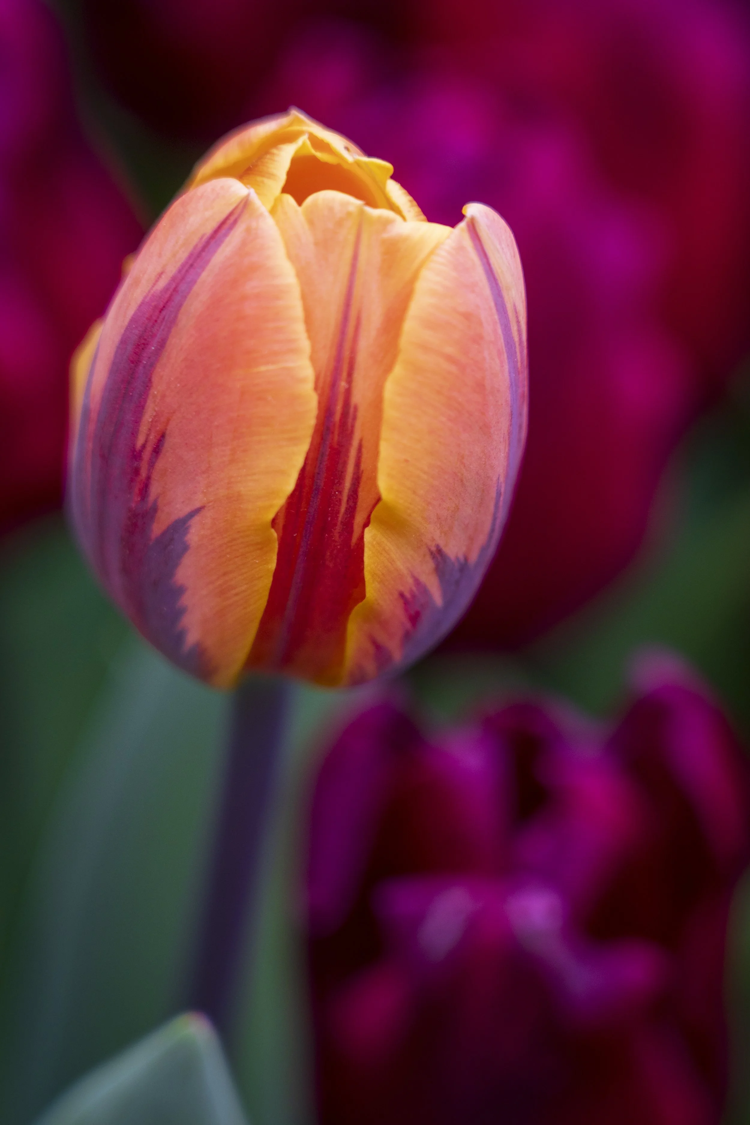 Tulip up close.jpg