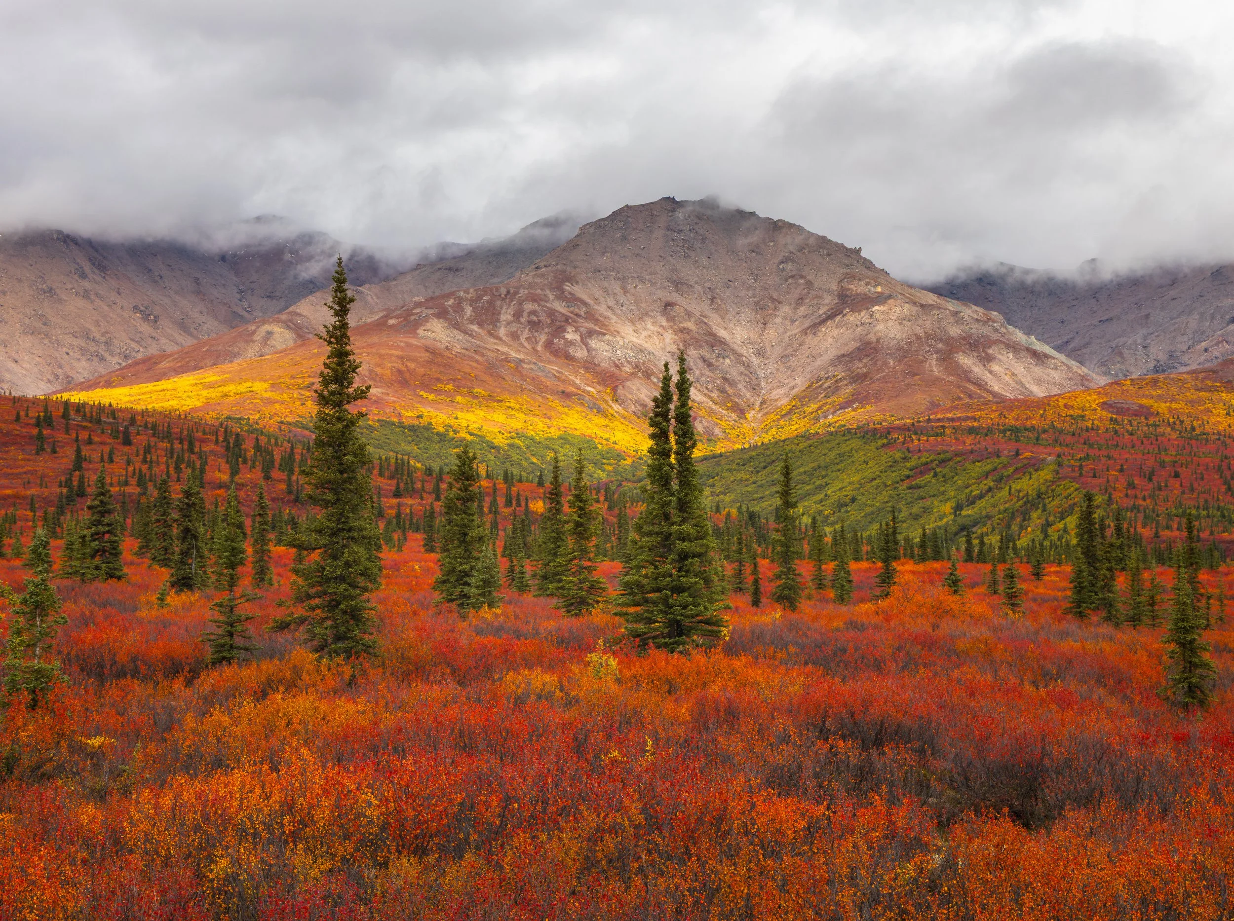 Alaska fall reds.jpg