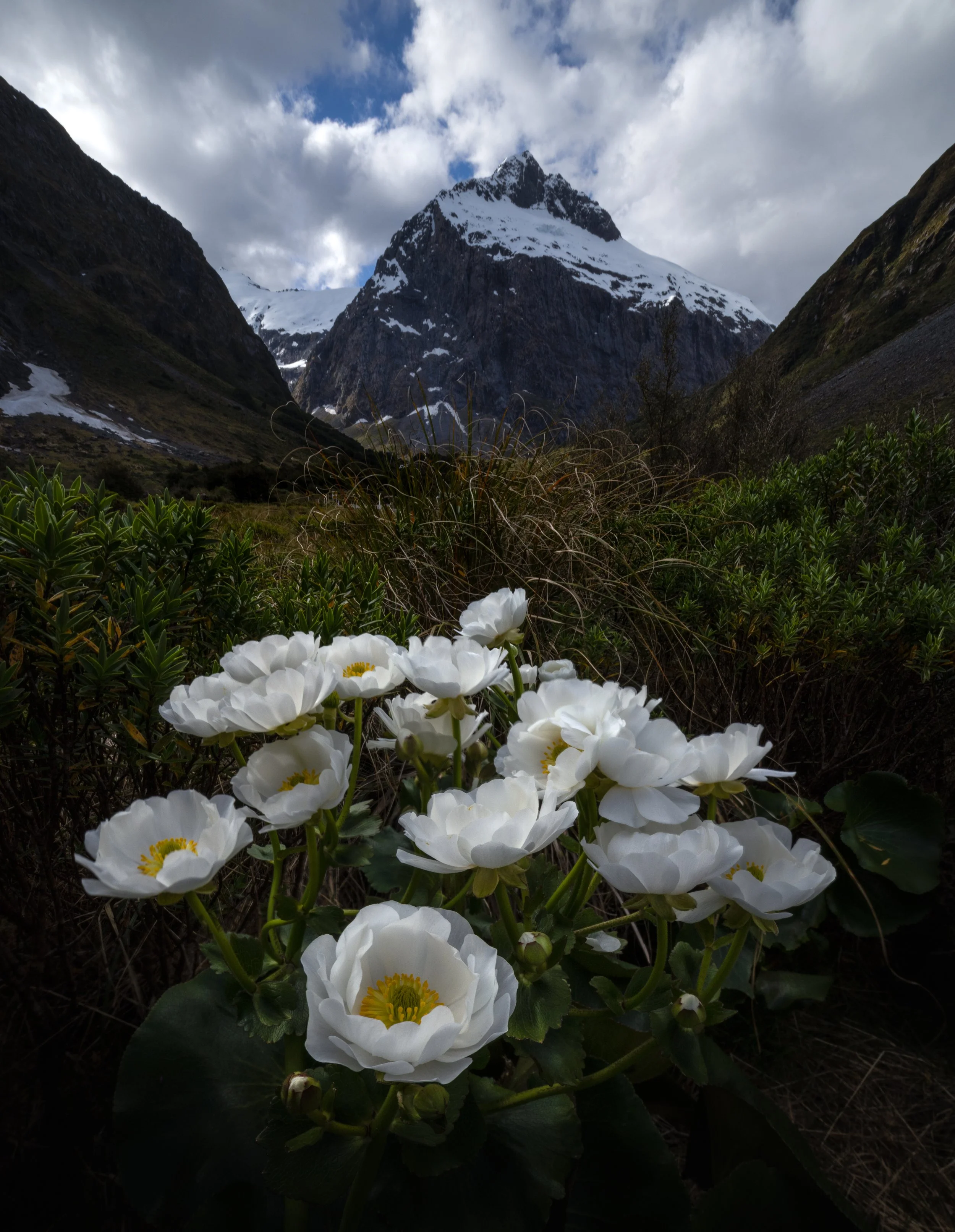 Flowery View.jpg