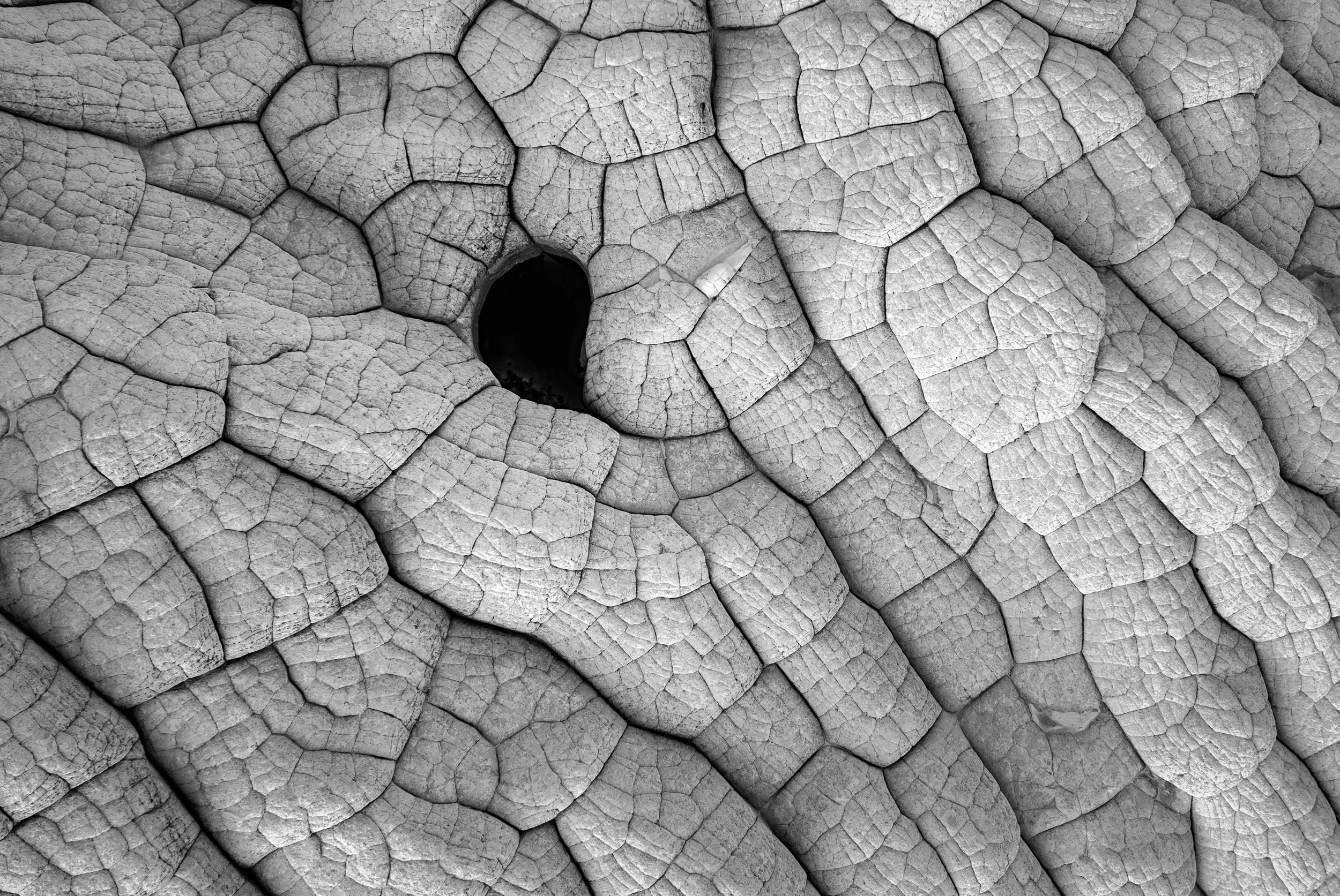 A whole in the brain White Pocket .jpg
