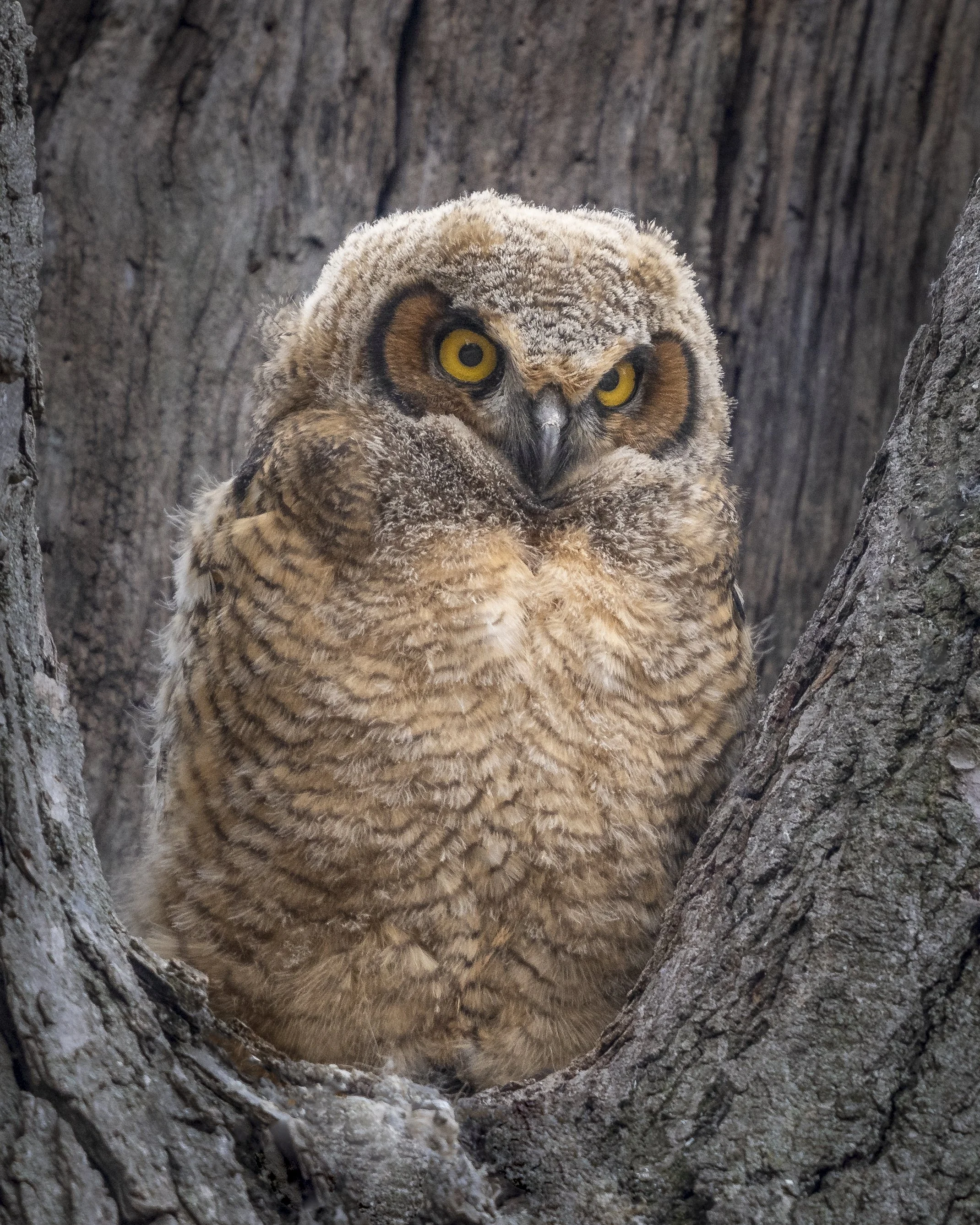 Owl look.jpg