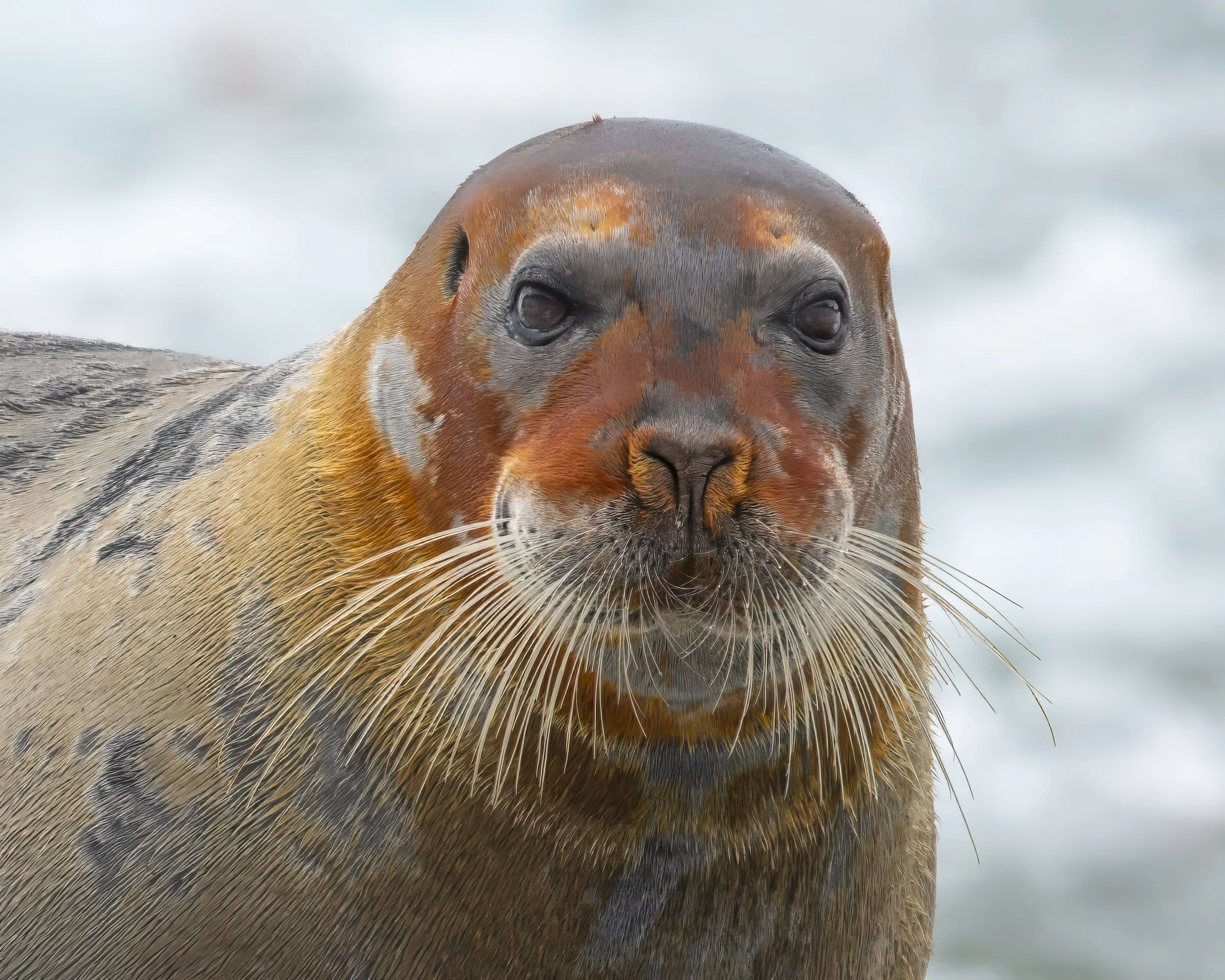 Bearded Seal rust.jpg