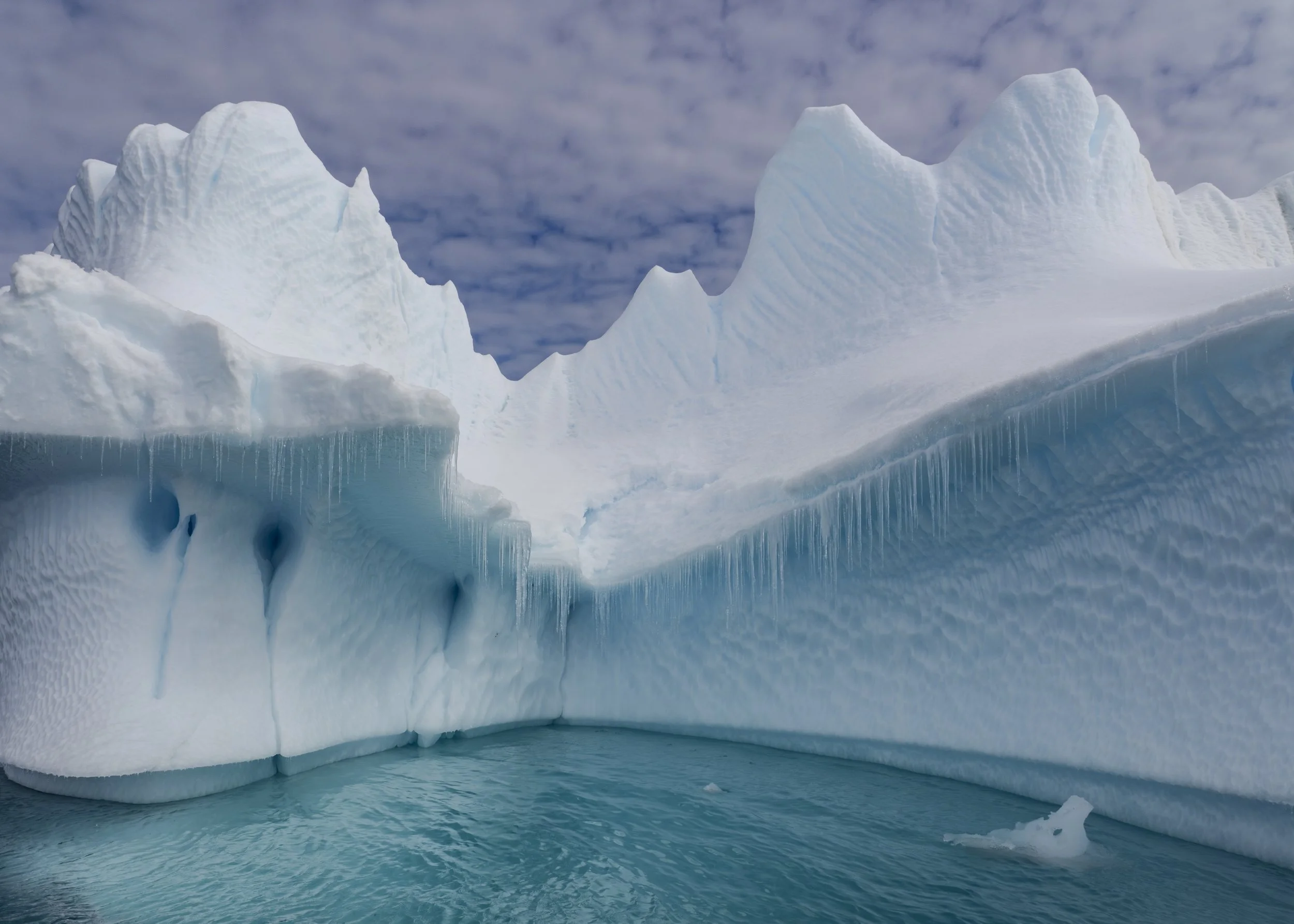 Iceberg scallops.jpg