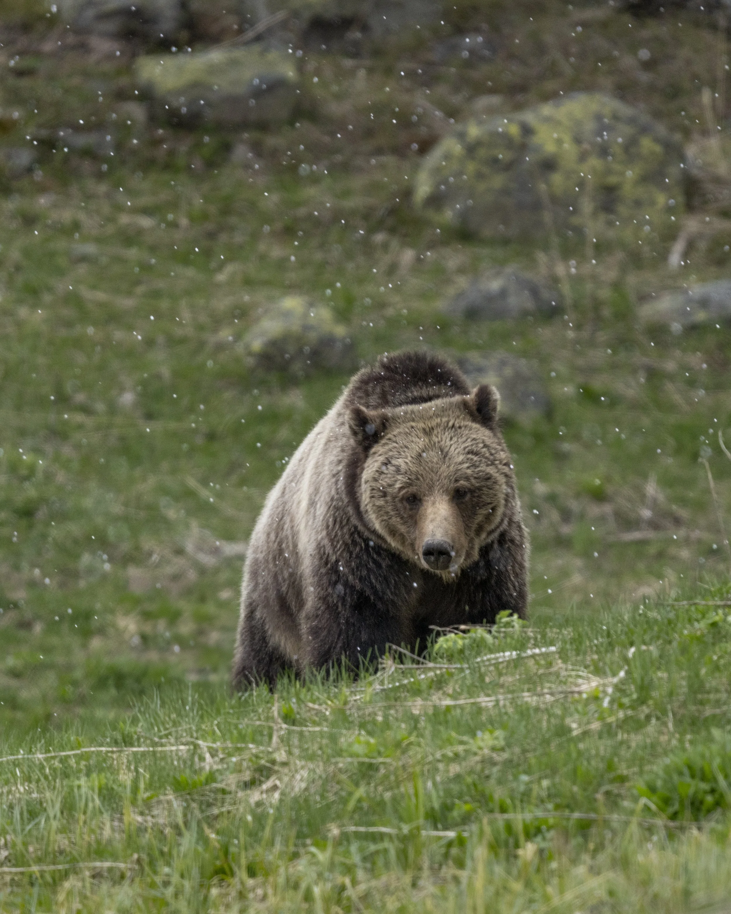 Yellowstone Brown Bear.jpg