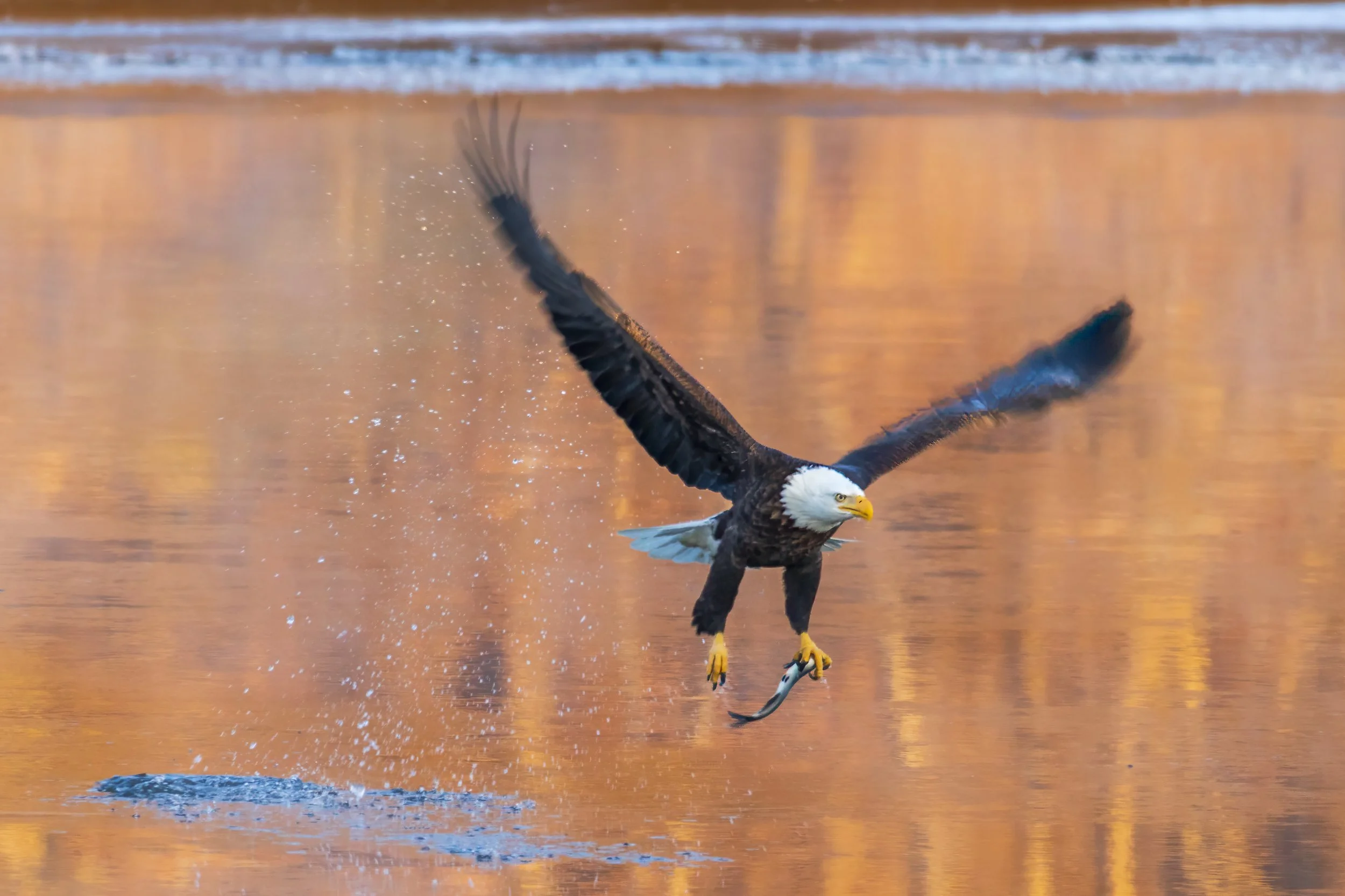 Eagle pick up.jpg