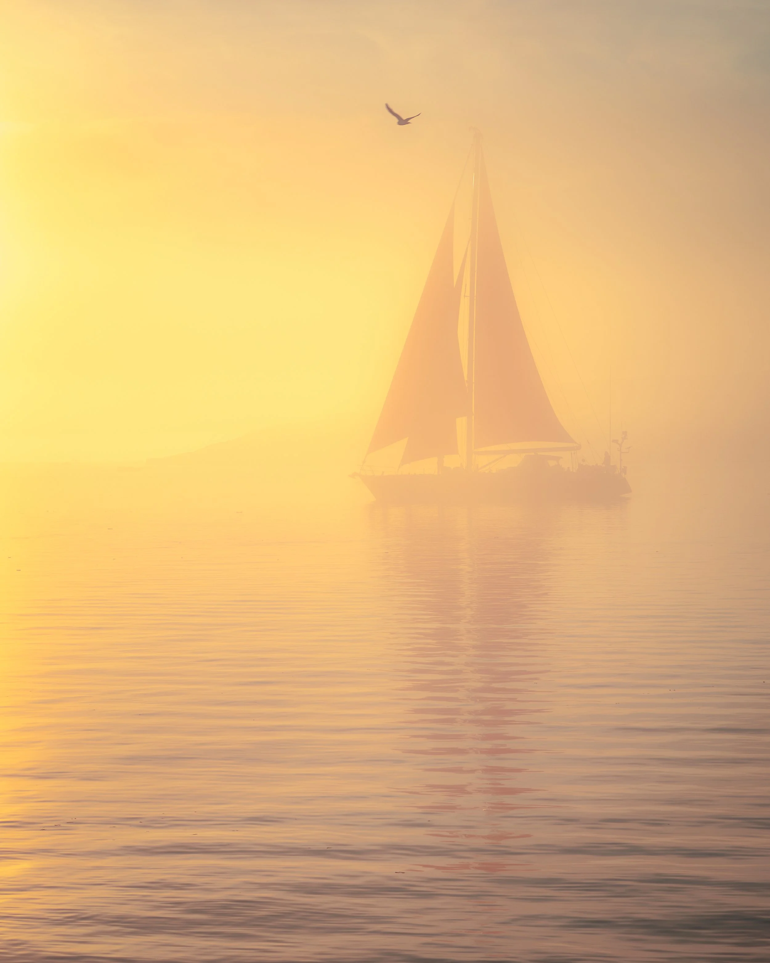 Golden Light.jpg