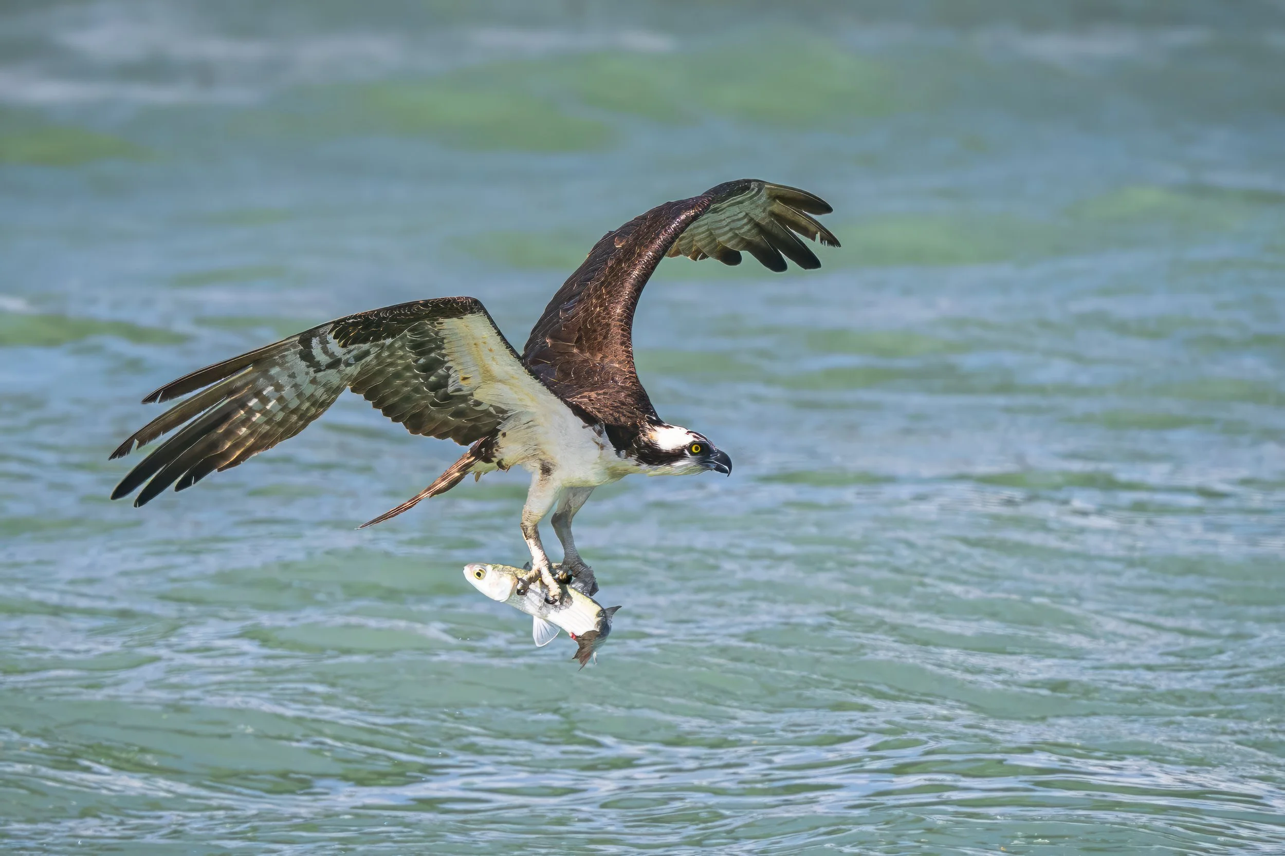 Osprey catch.jpg