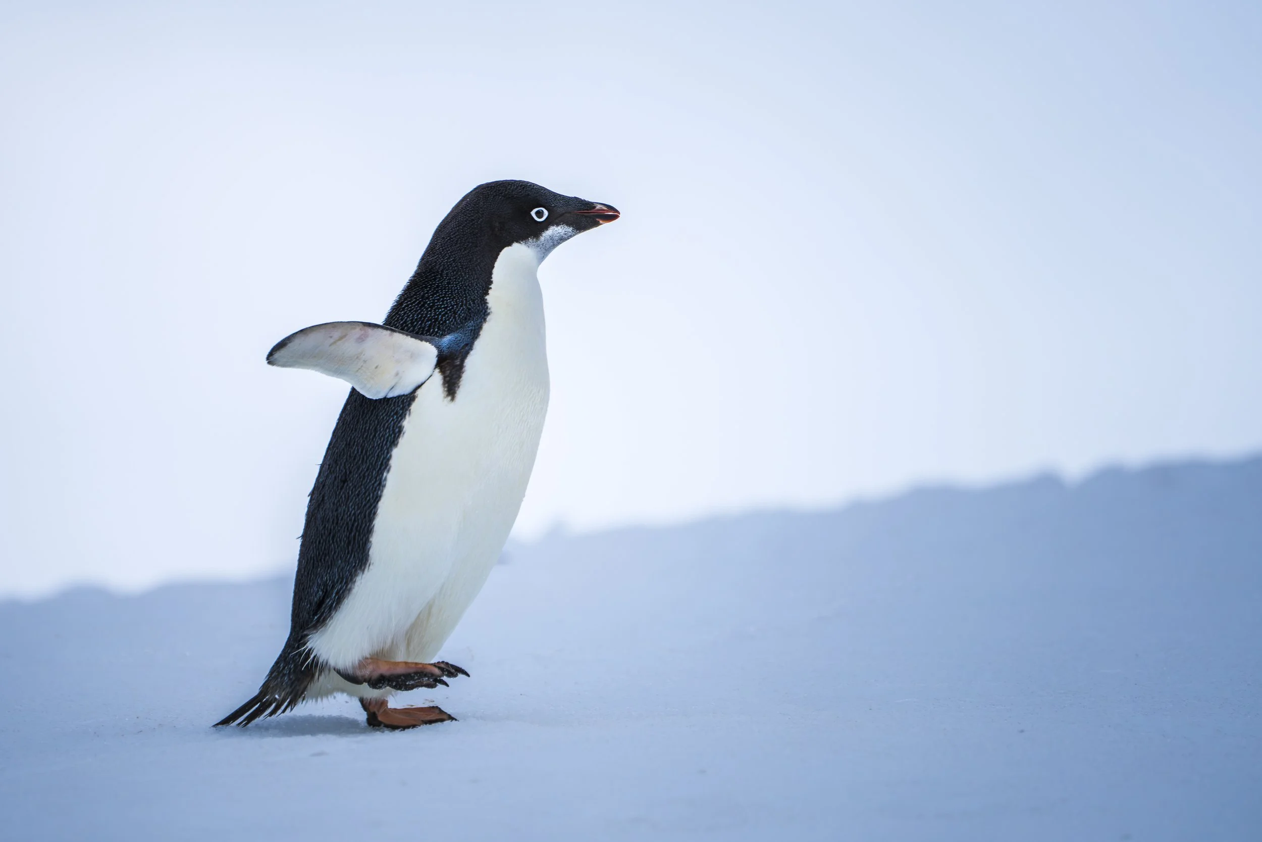 Adélie penguin.jpg