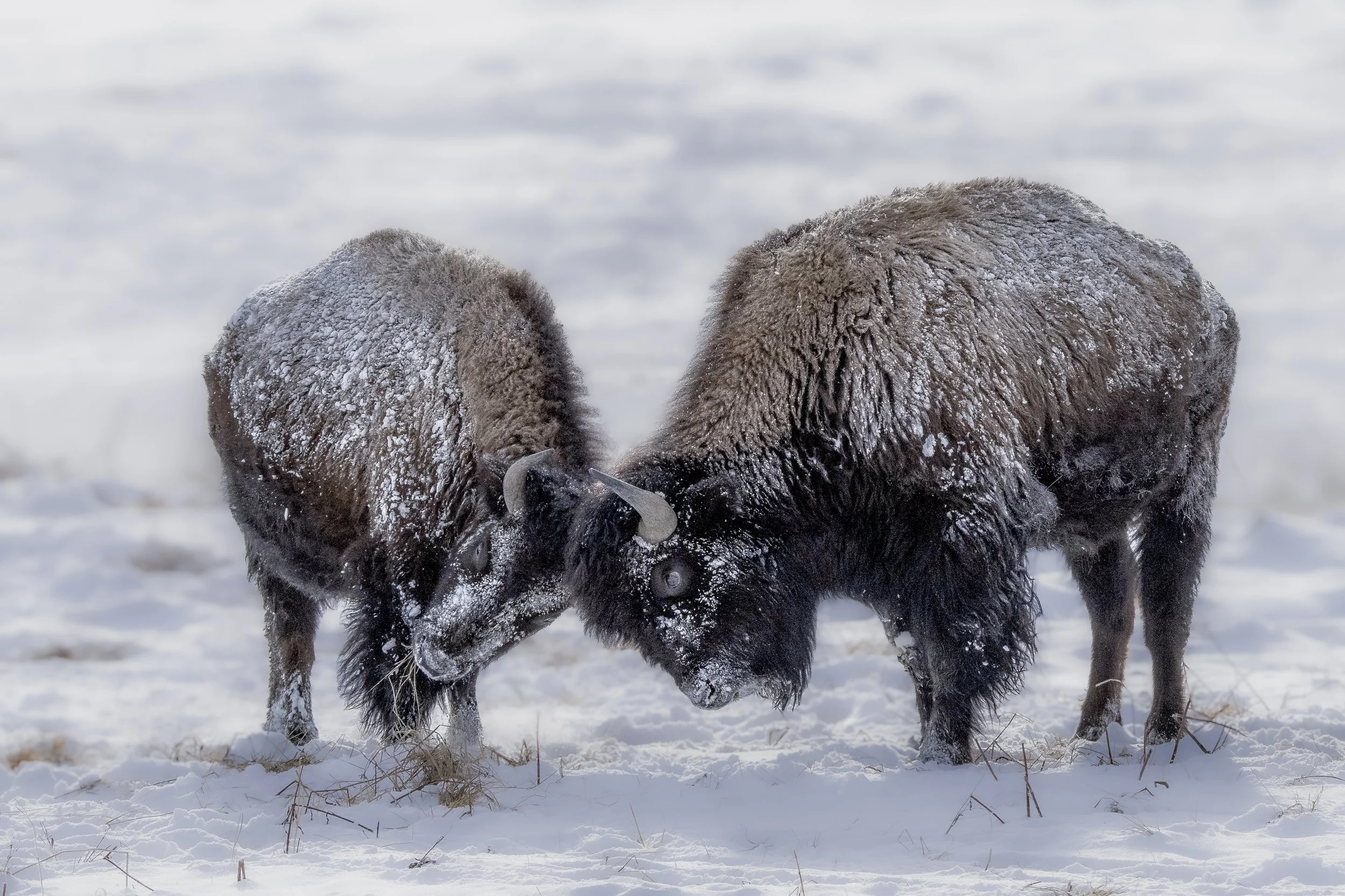 Bison Tangle.jpg