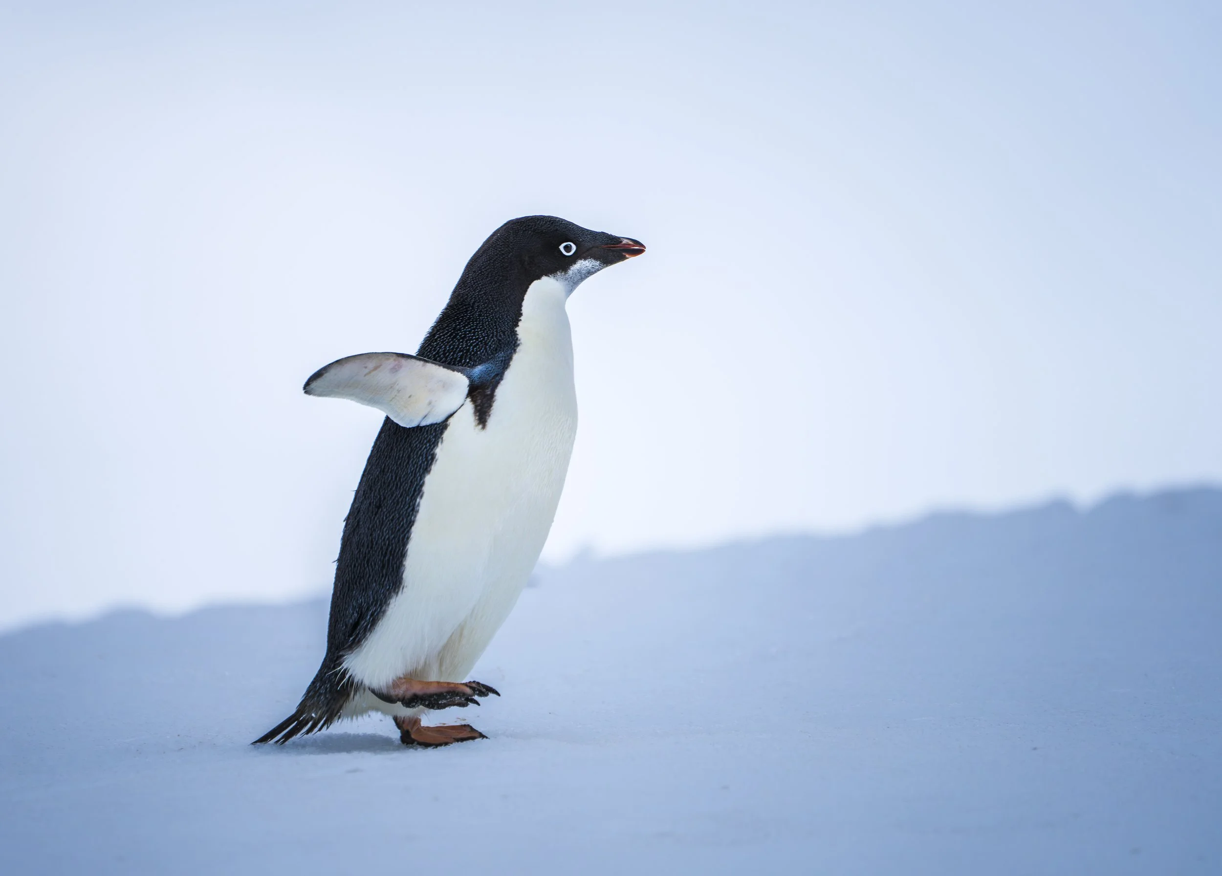 Adélie penguin.jpg
