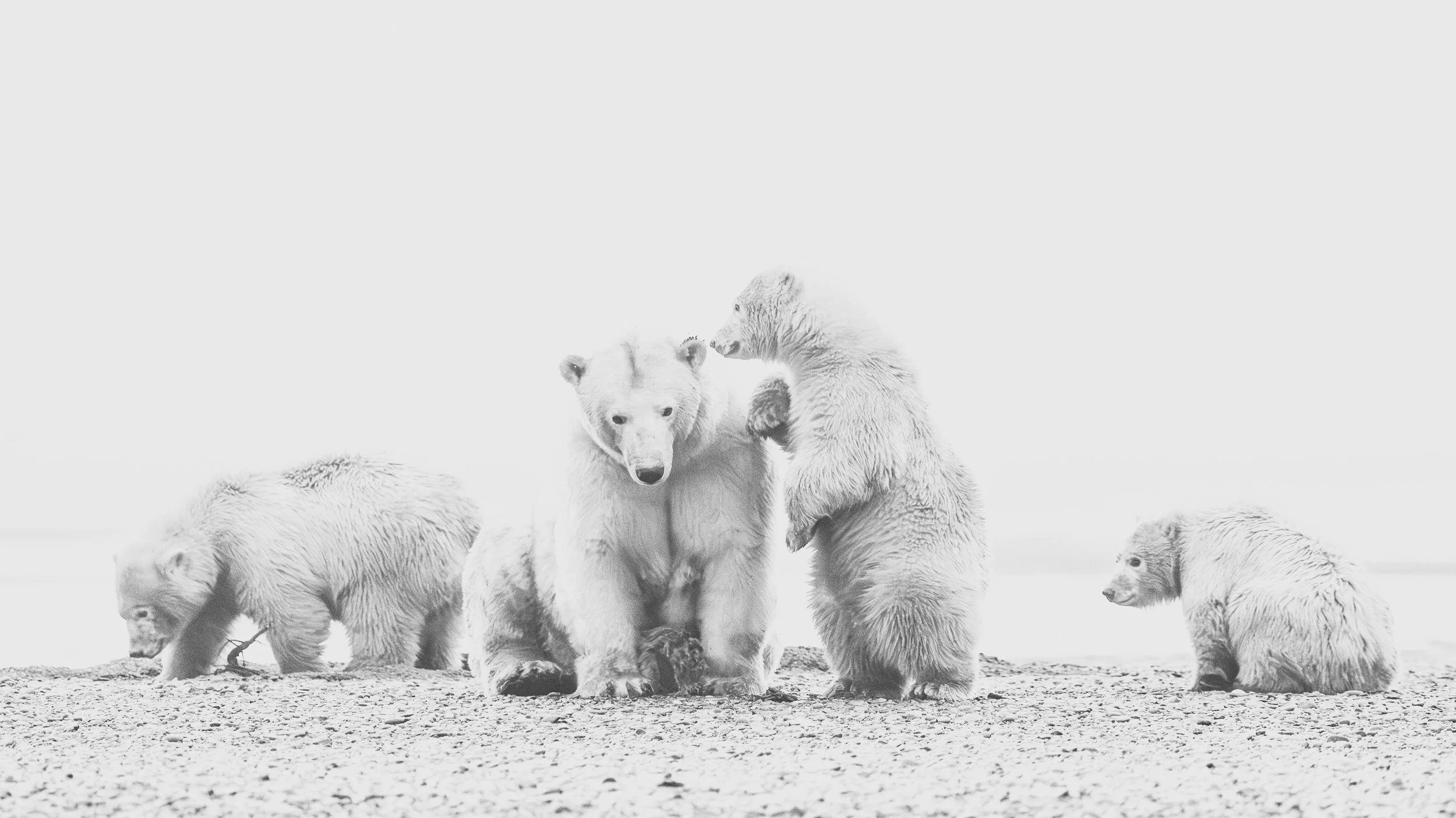 Polar Bear Family.jpg
