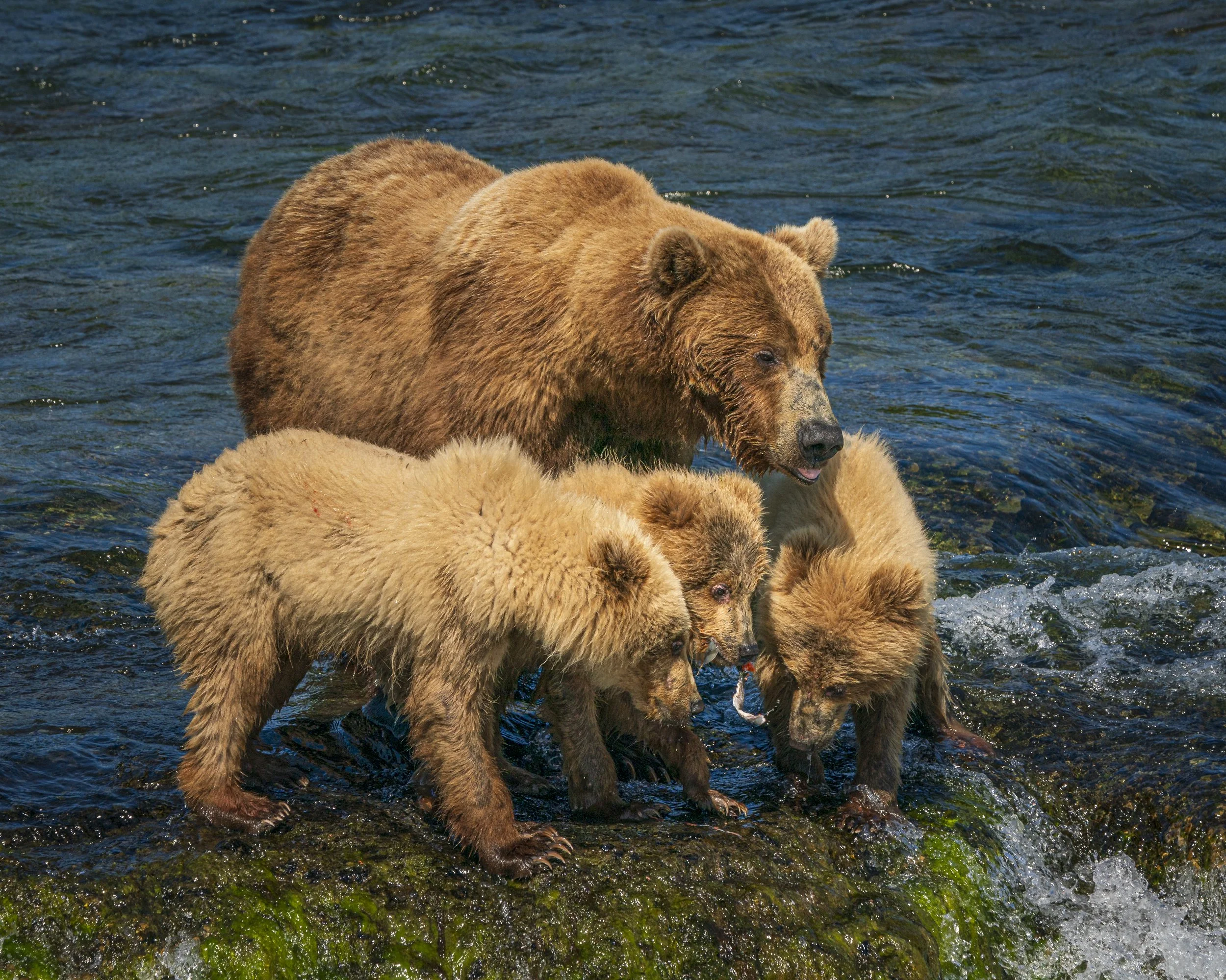 Brown Bear cubs fight.jpg
