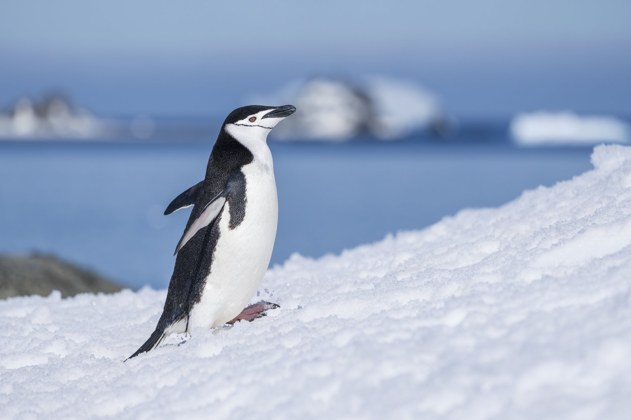 Chinstrap Penguin.jpg