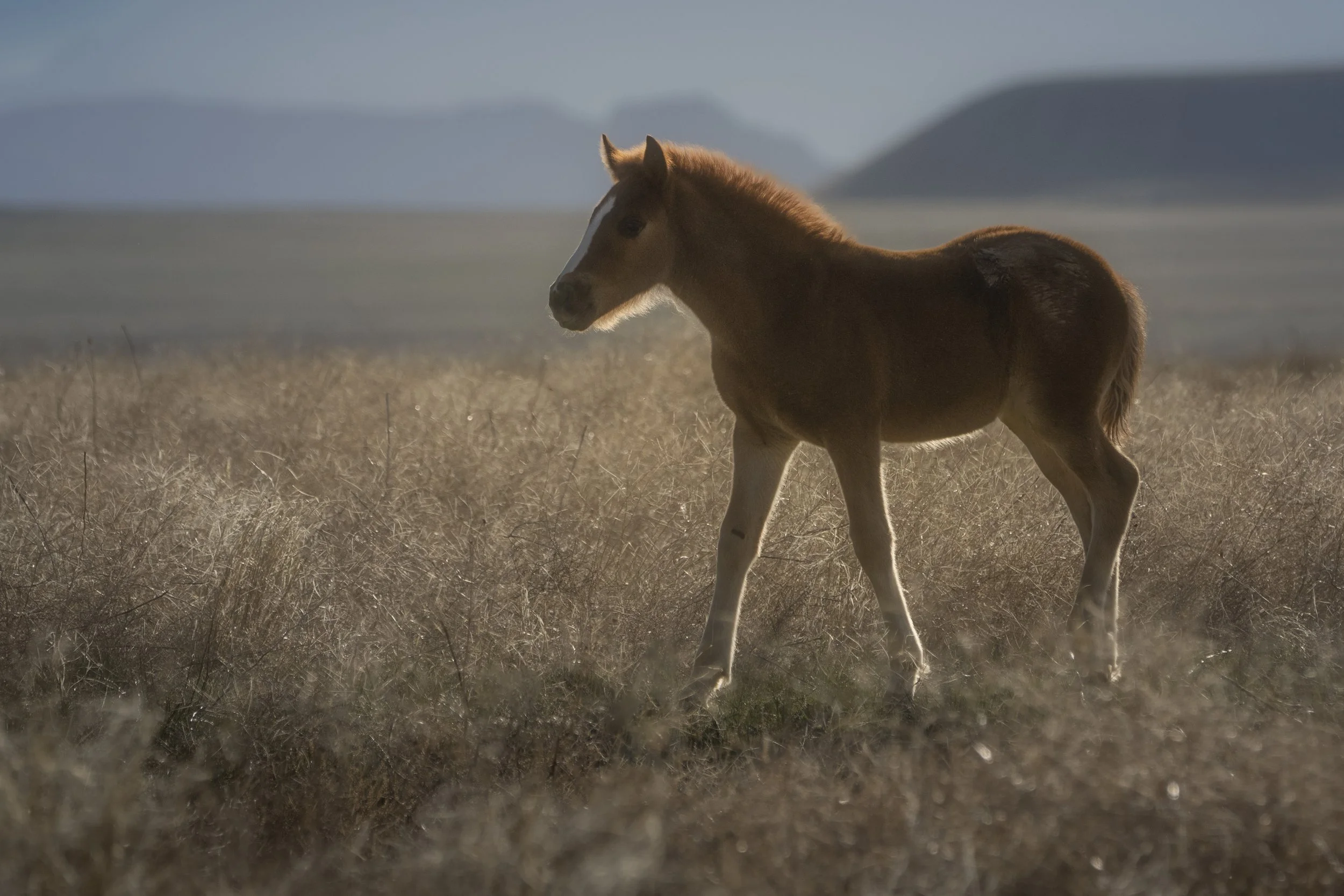 Wild Colt.jpg