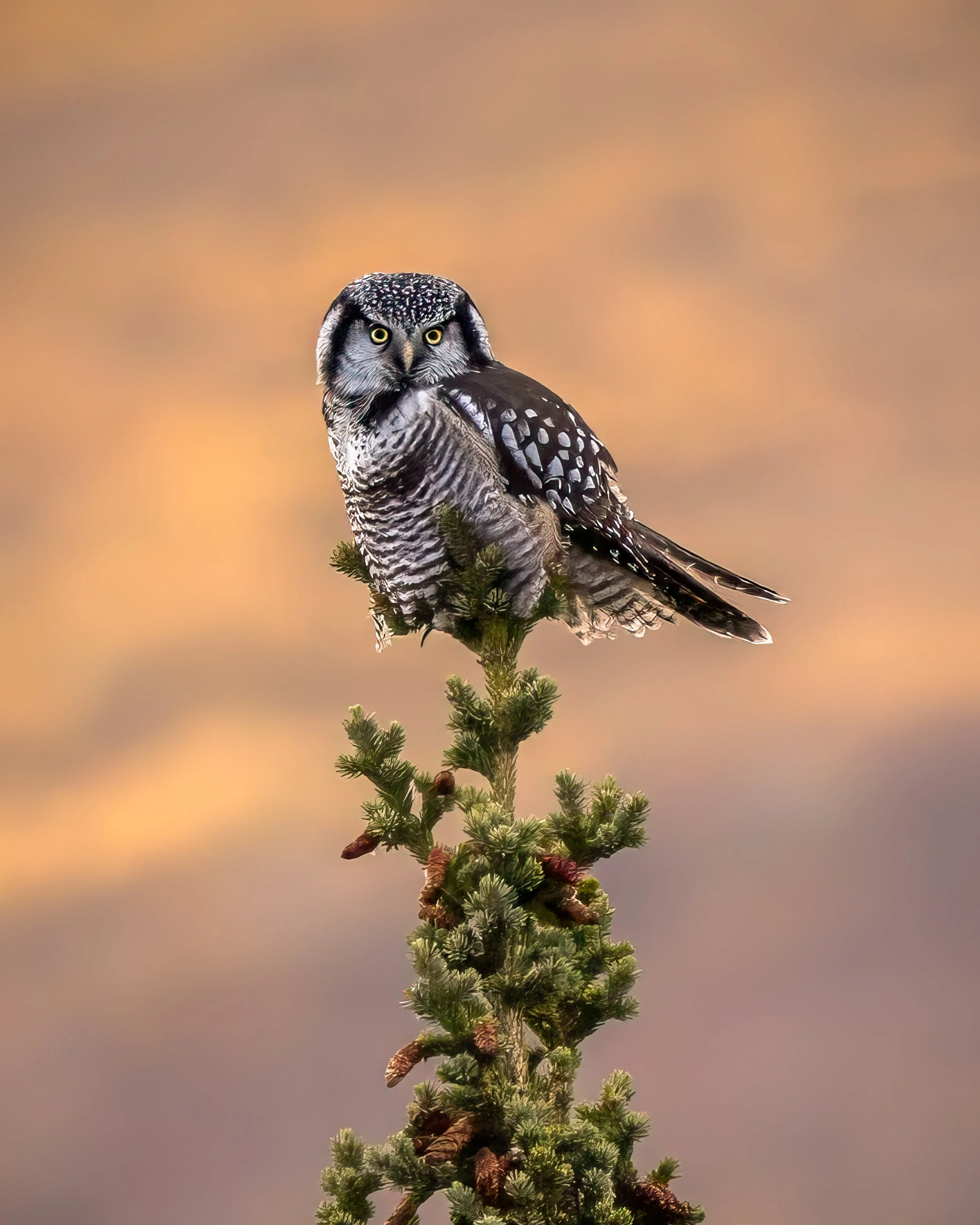 Northern Hawk Owl in Denali.jpg