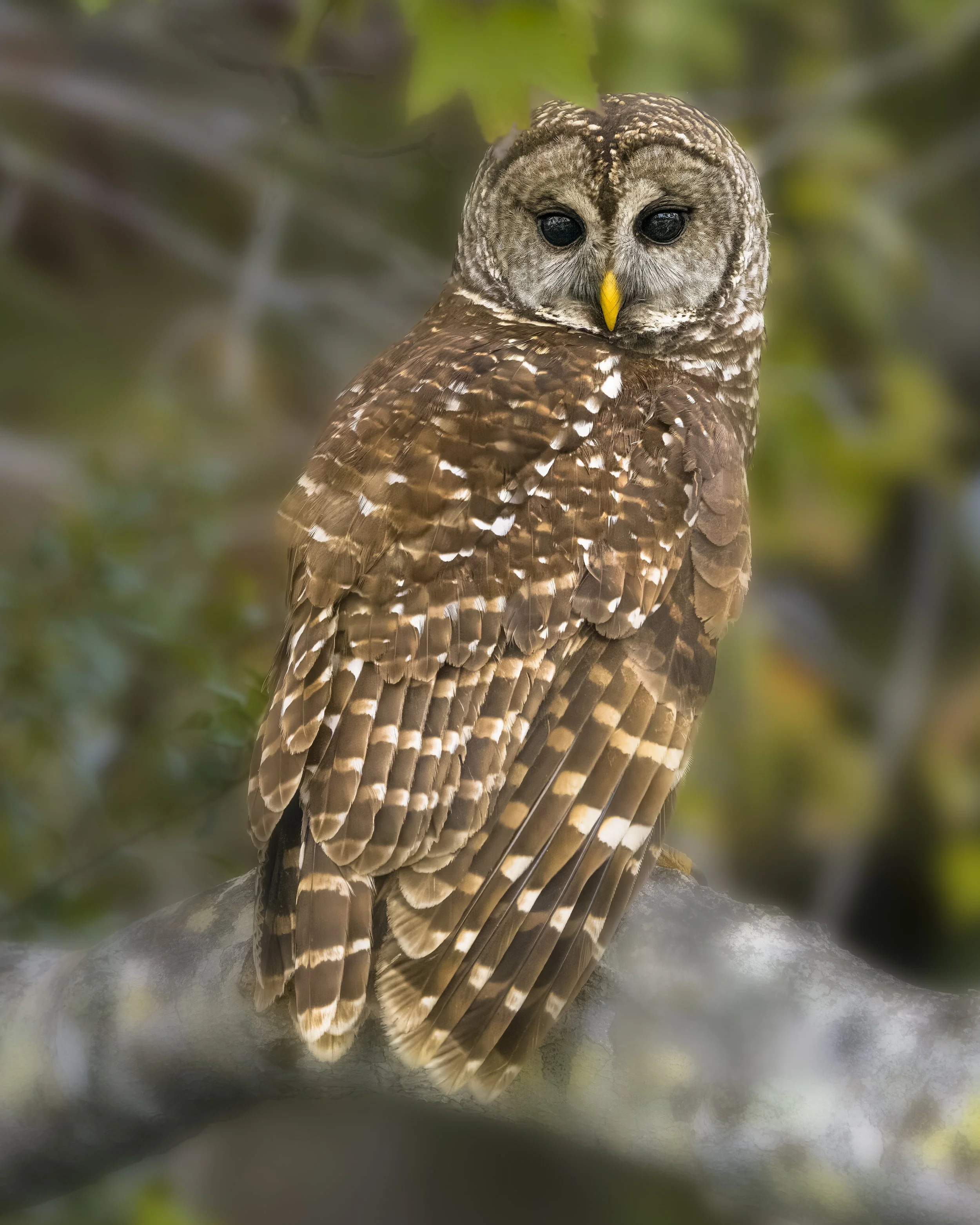 Owl stare.jpg