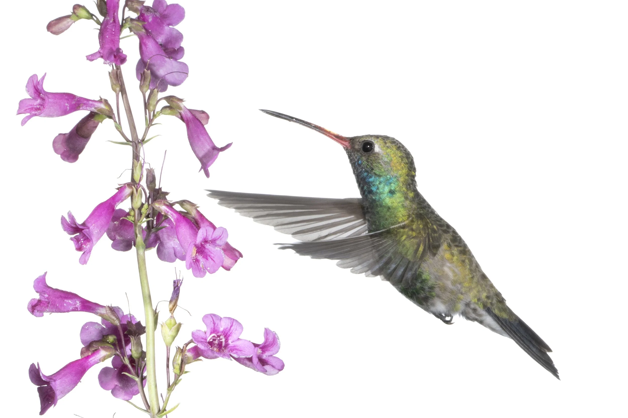Humming Bird - 1.jpg
