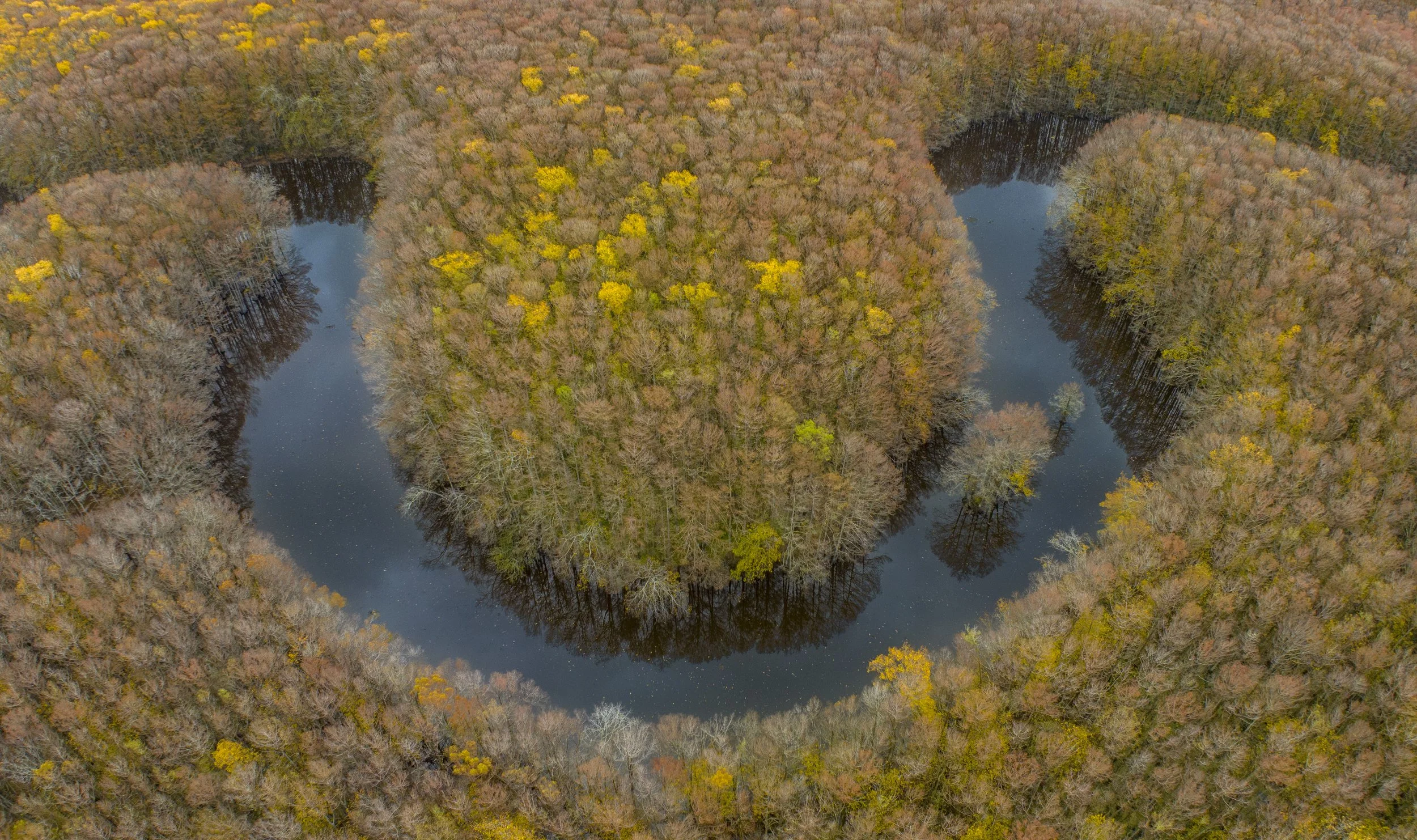 Swamp Horseshoe Bend.jpg