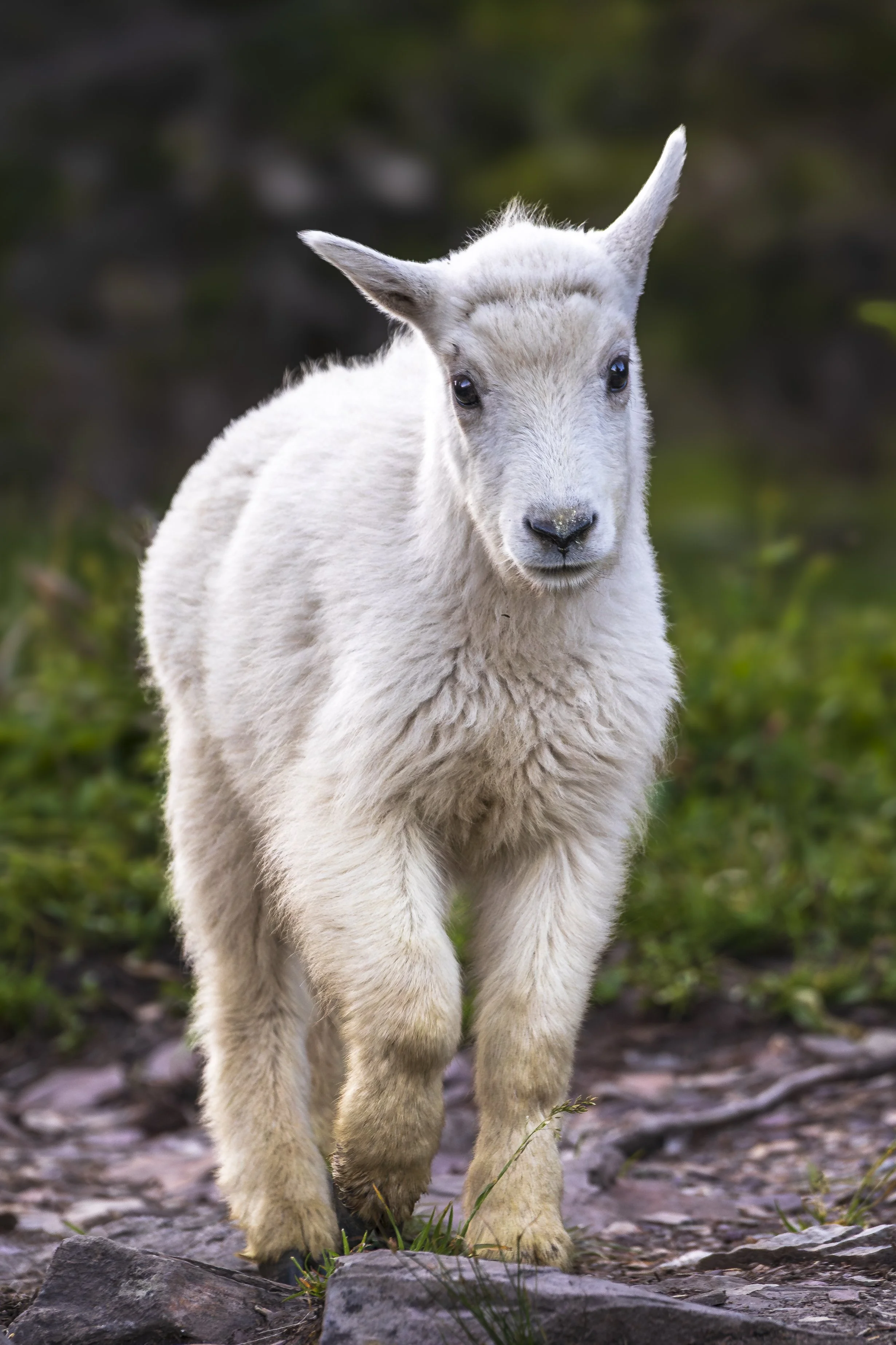 Glacier Baby Mountain Goat.jpg