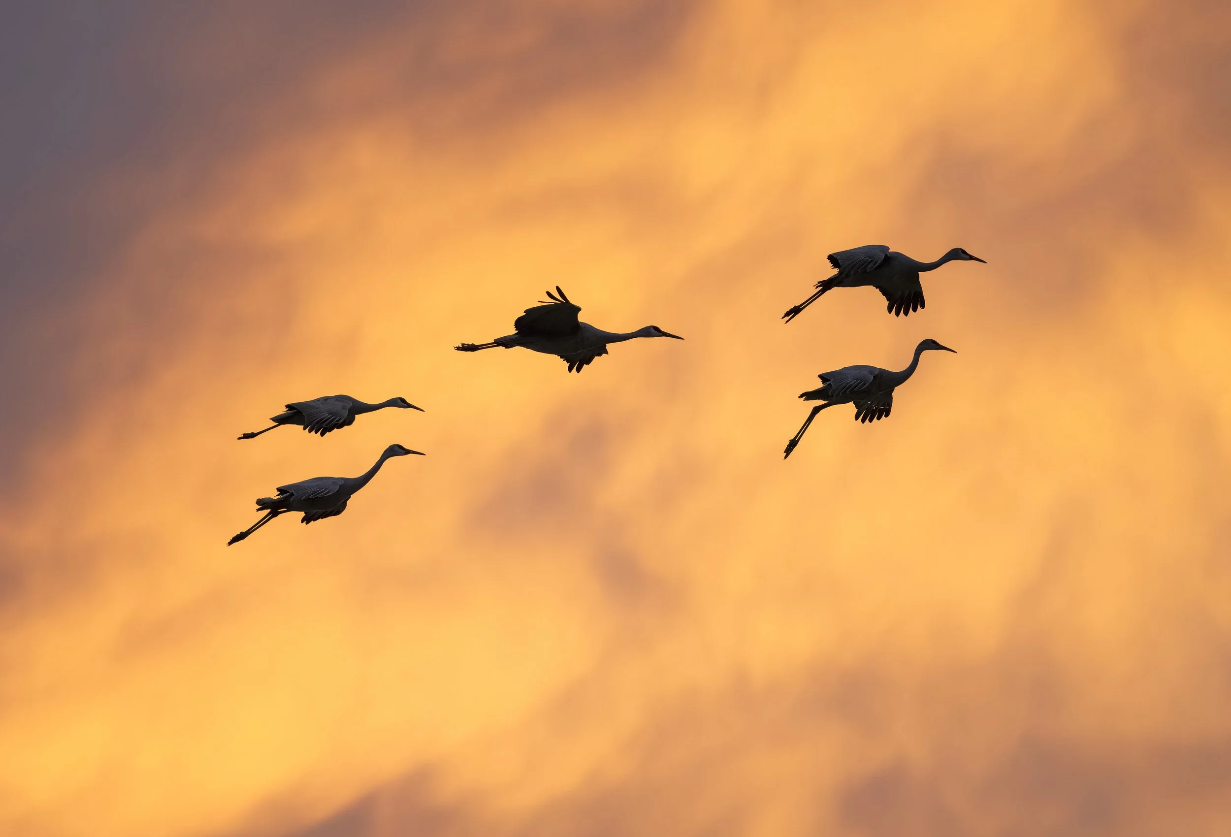 Bosque crane sunset.jpg