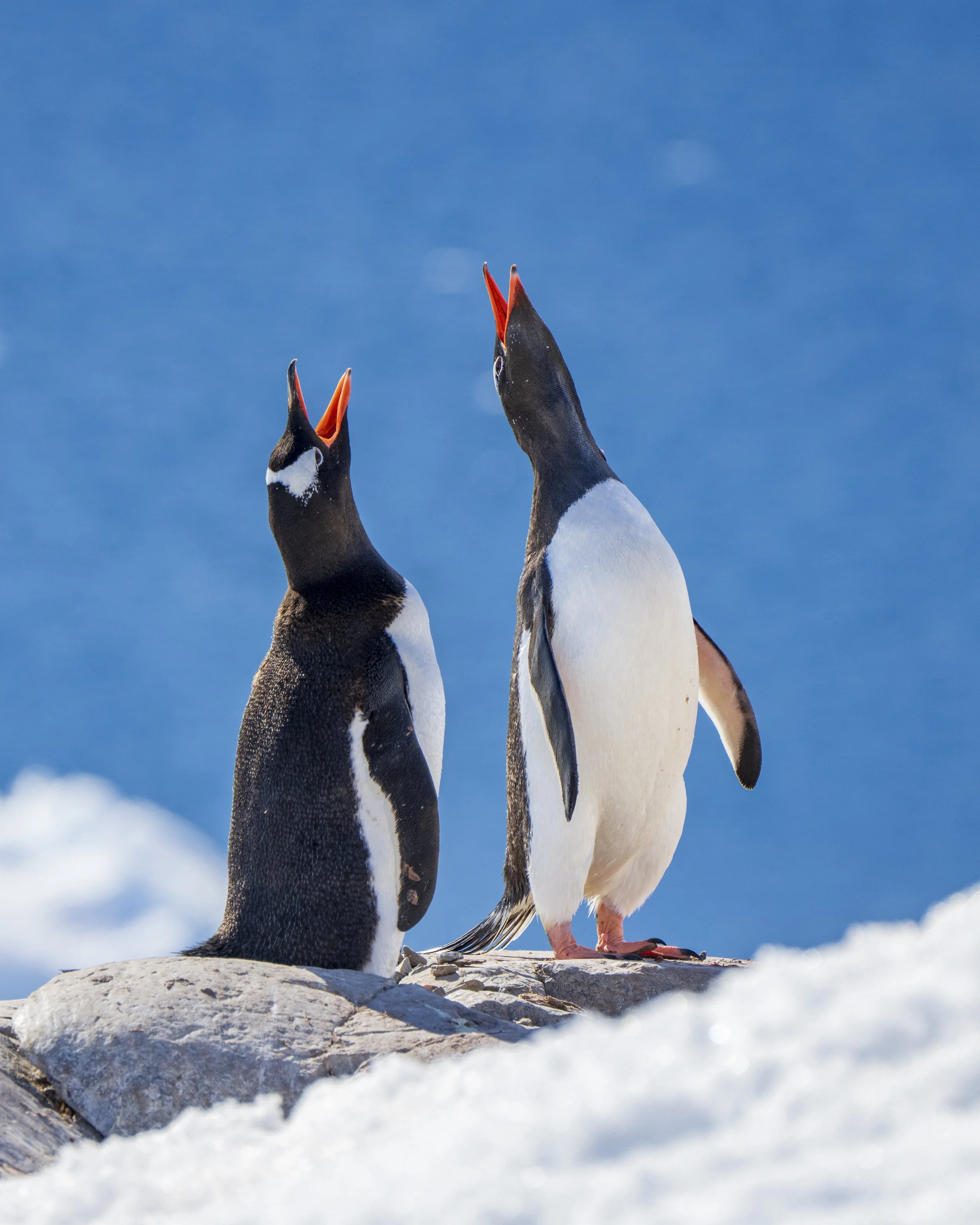 Call of the penguin.jpg