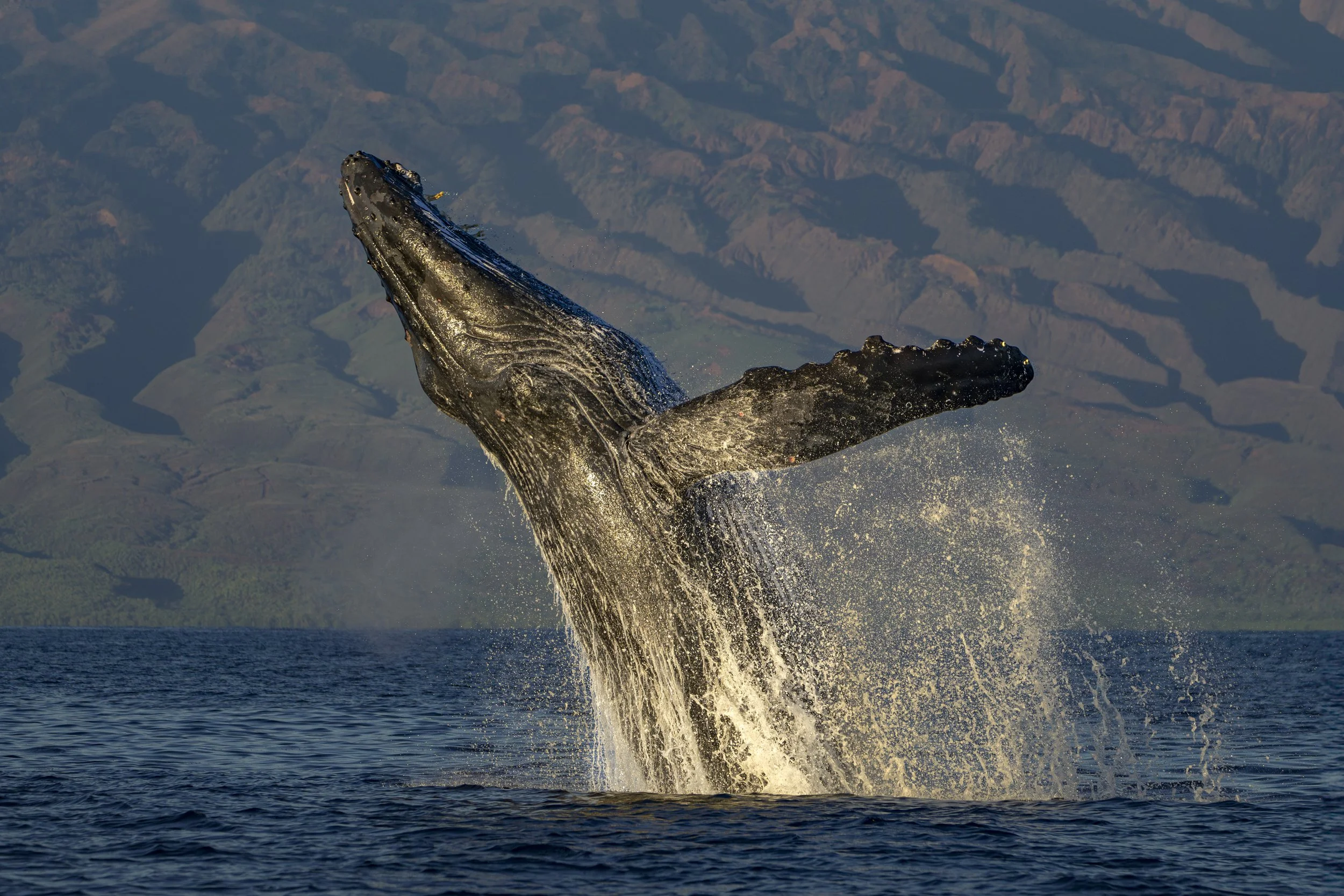 Humpback Whale breech Maui.jpg