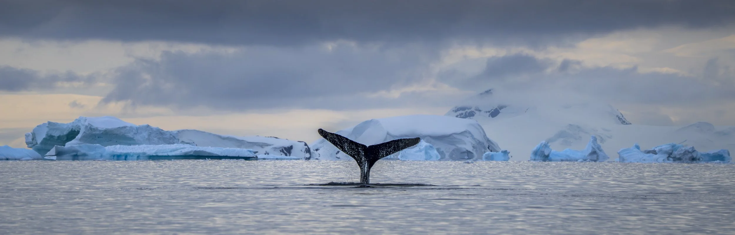 Whale tale & icebergs.jpg