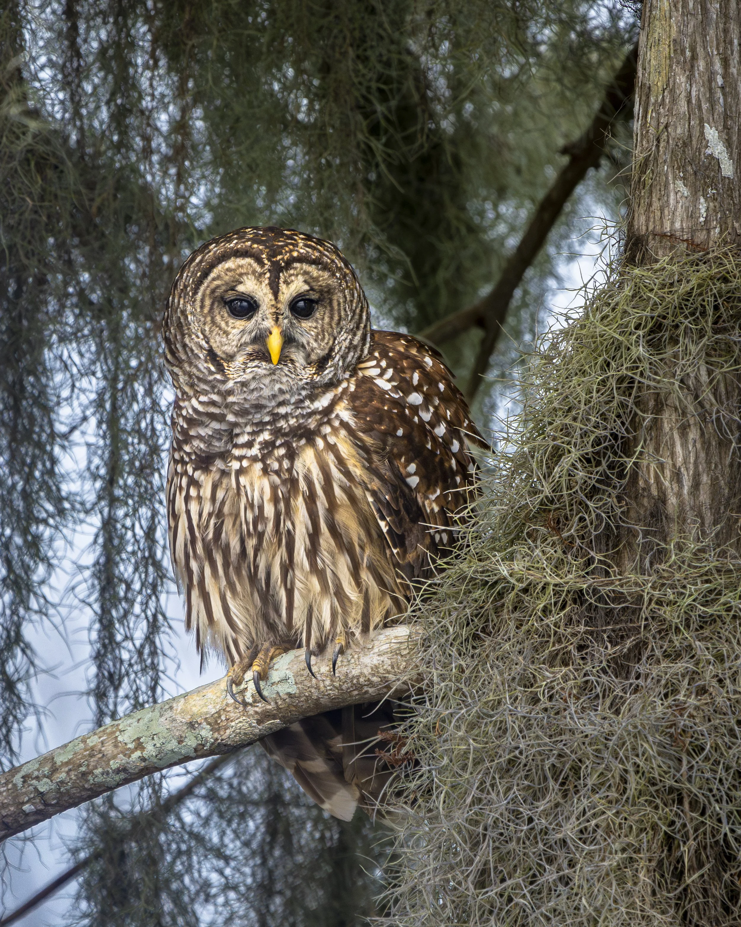Florida Owl.jpg