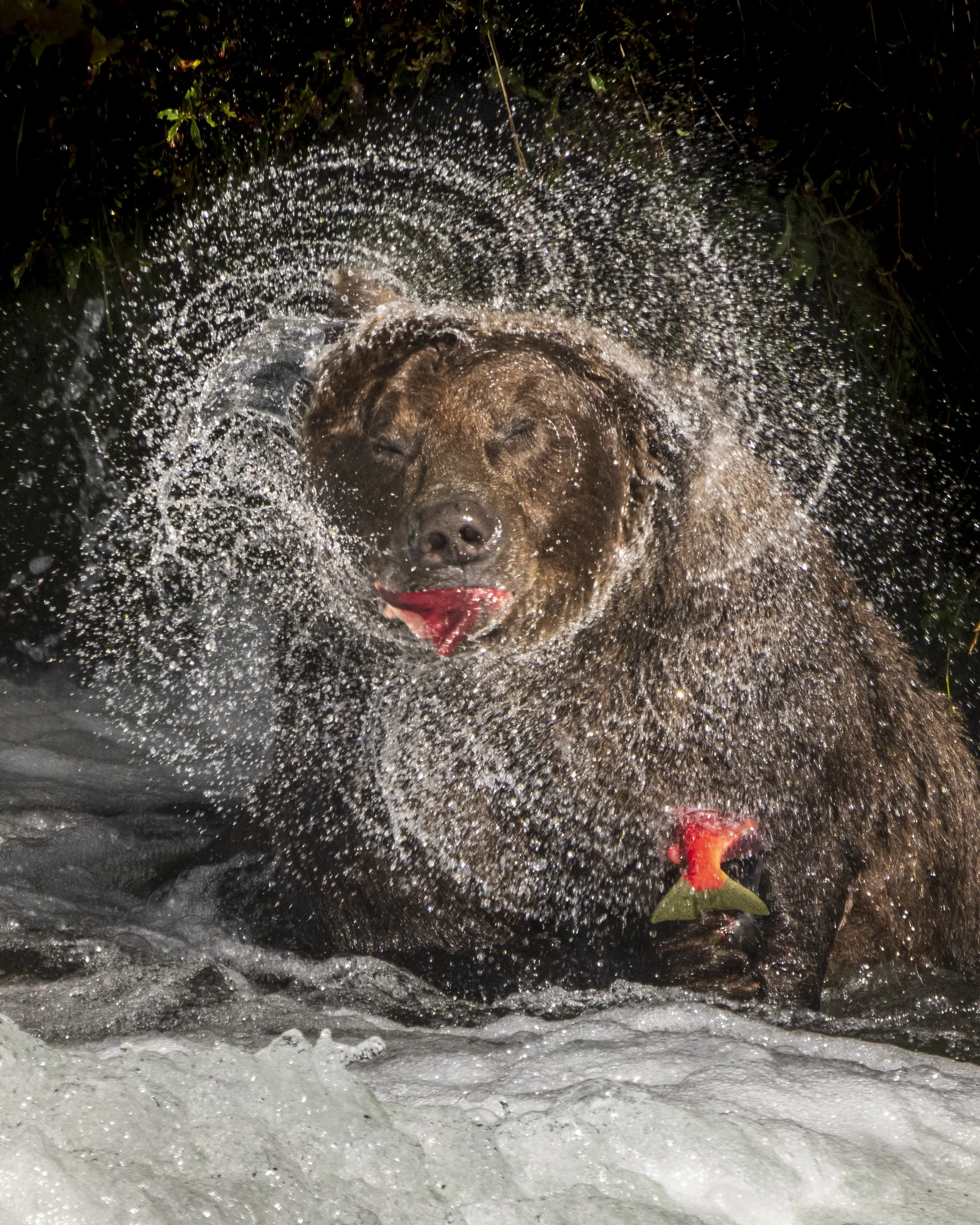 Brown Bear shake.jpg
