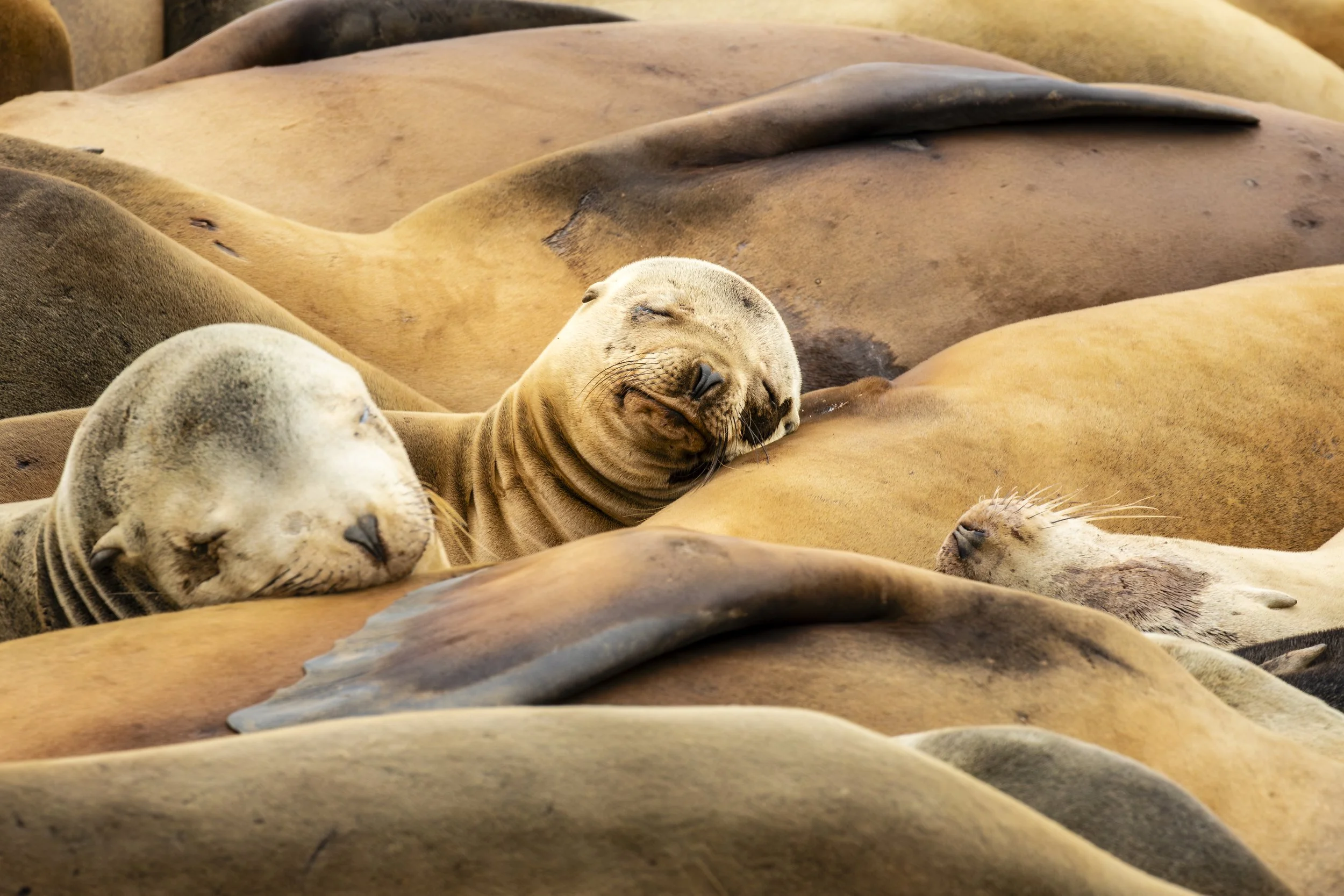 Seal Sleep.jpg