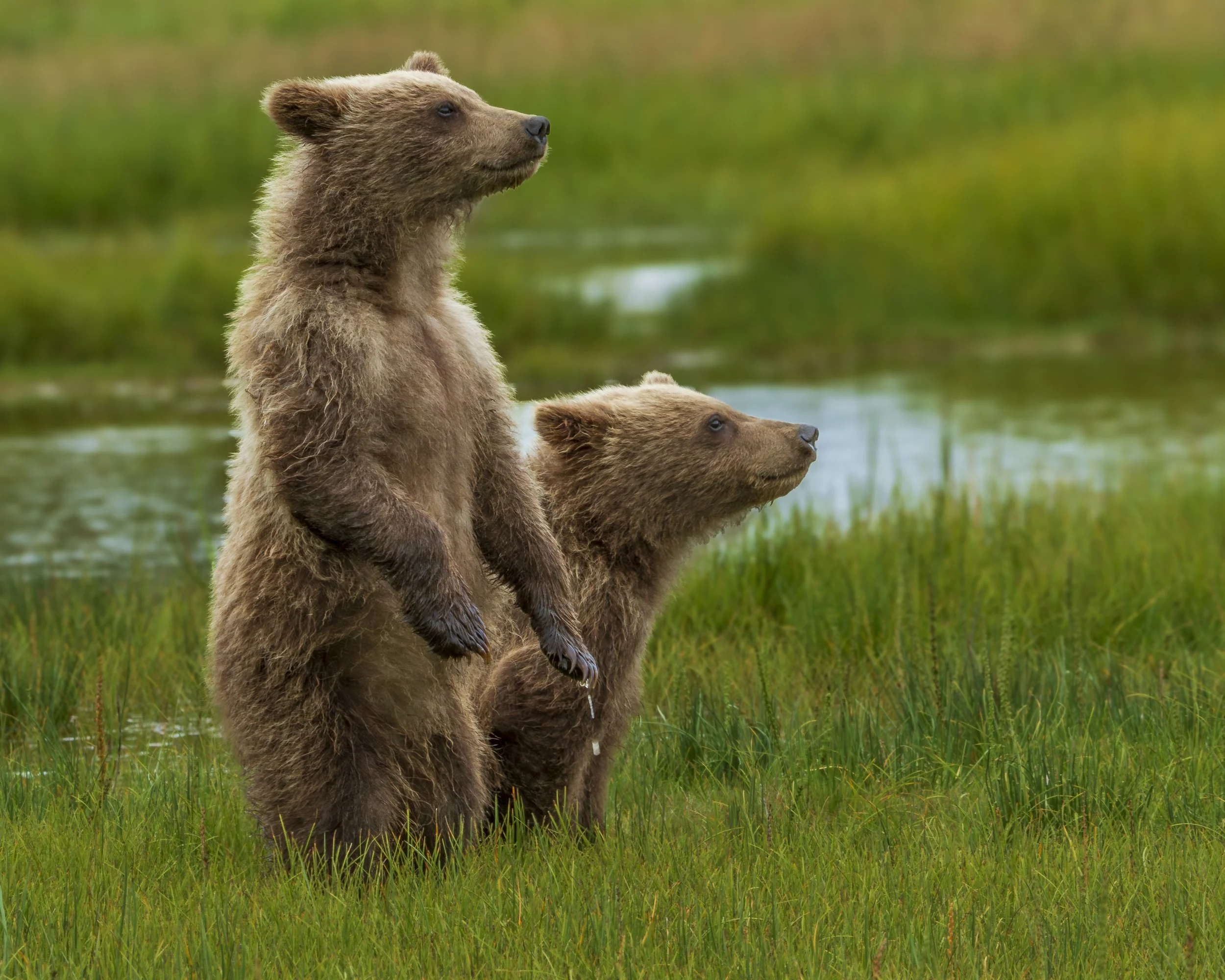 Alaska Brown Bear cubs.jpg