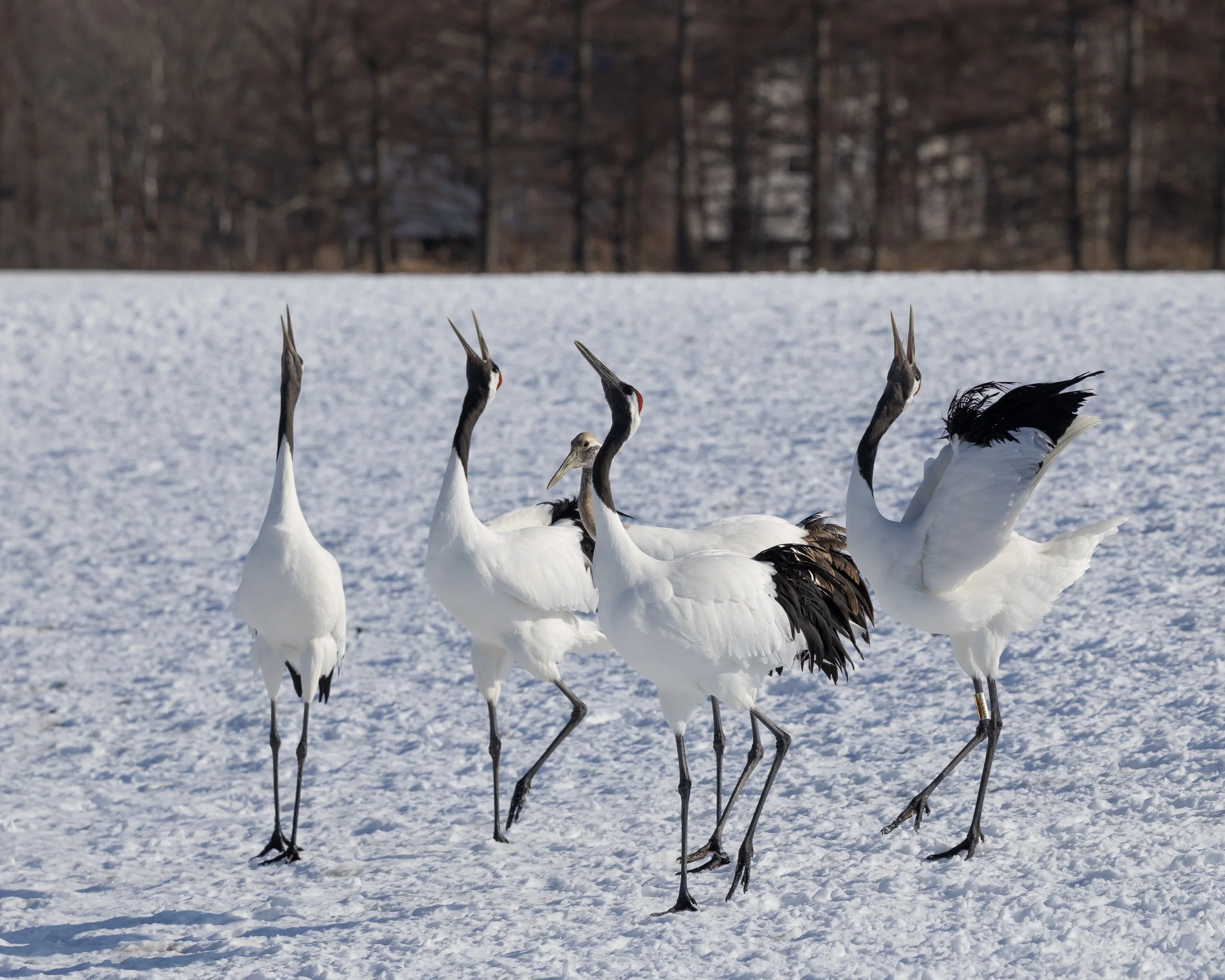 Crane song.jpg
