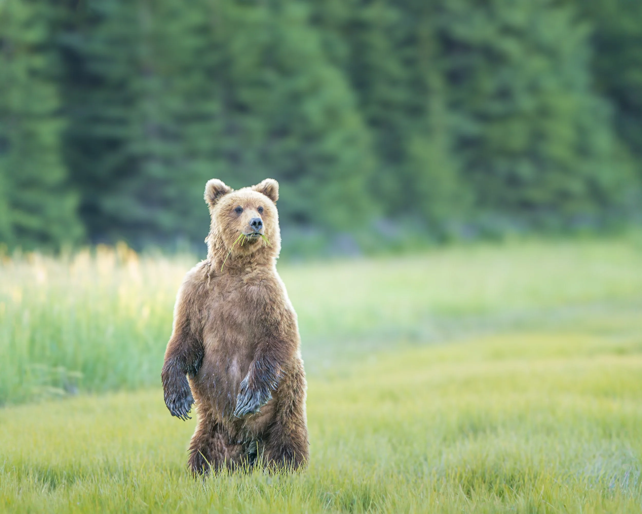 Brown Bear caught with a mouth full.jpg