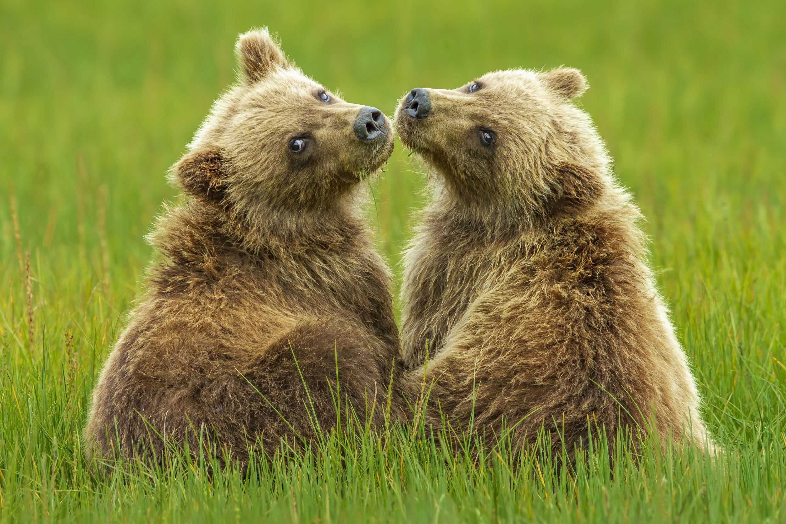 WILDLIFE