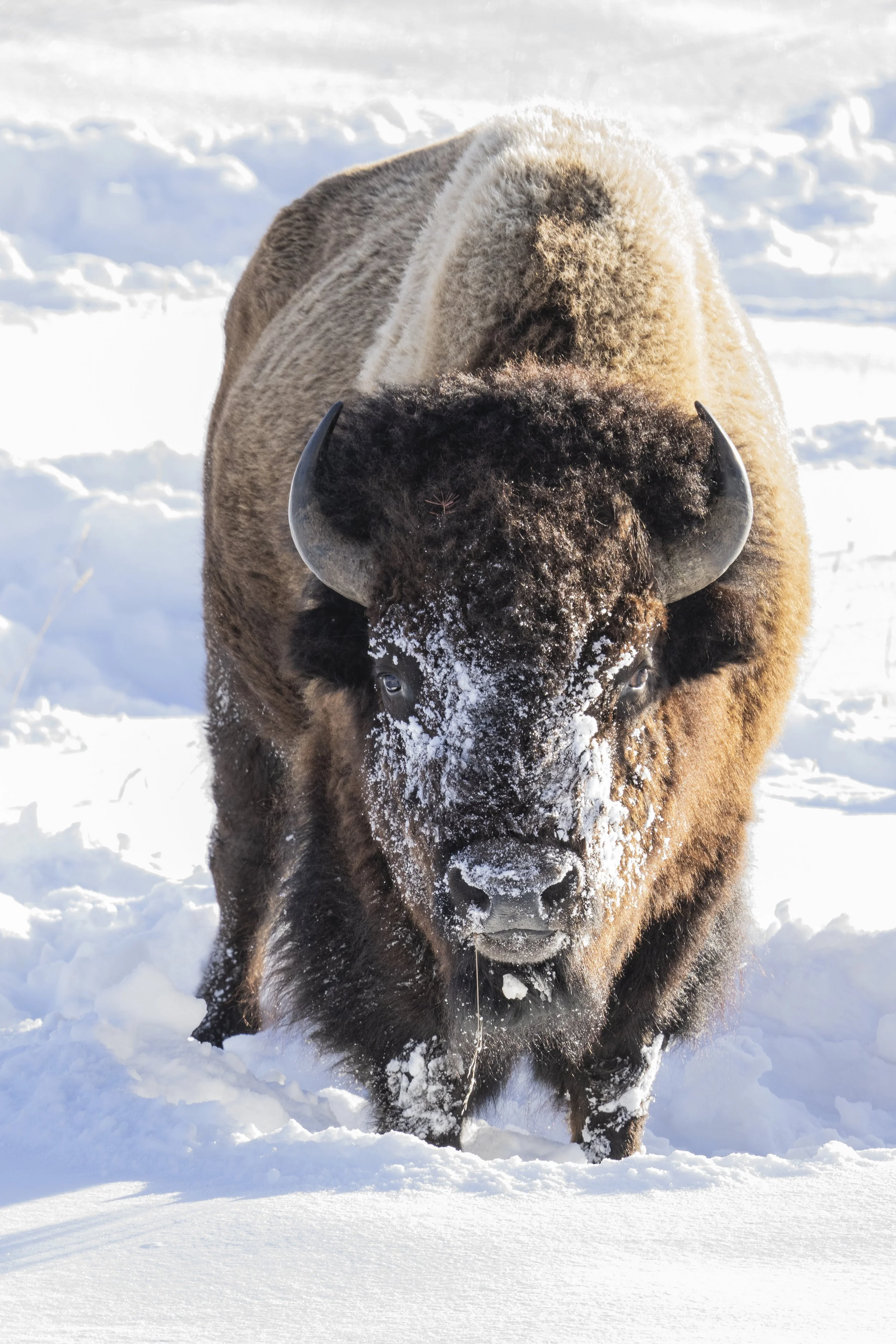 Winter Bison.jpg