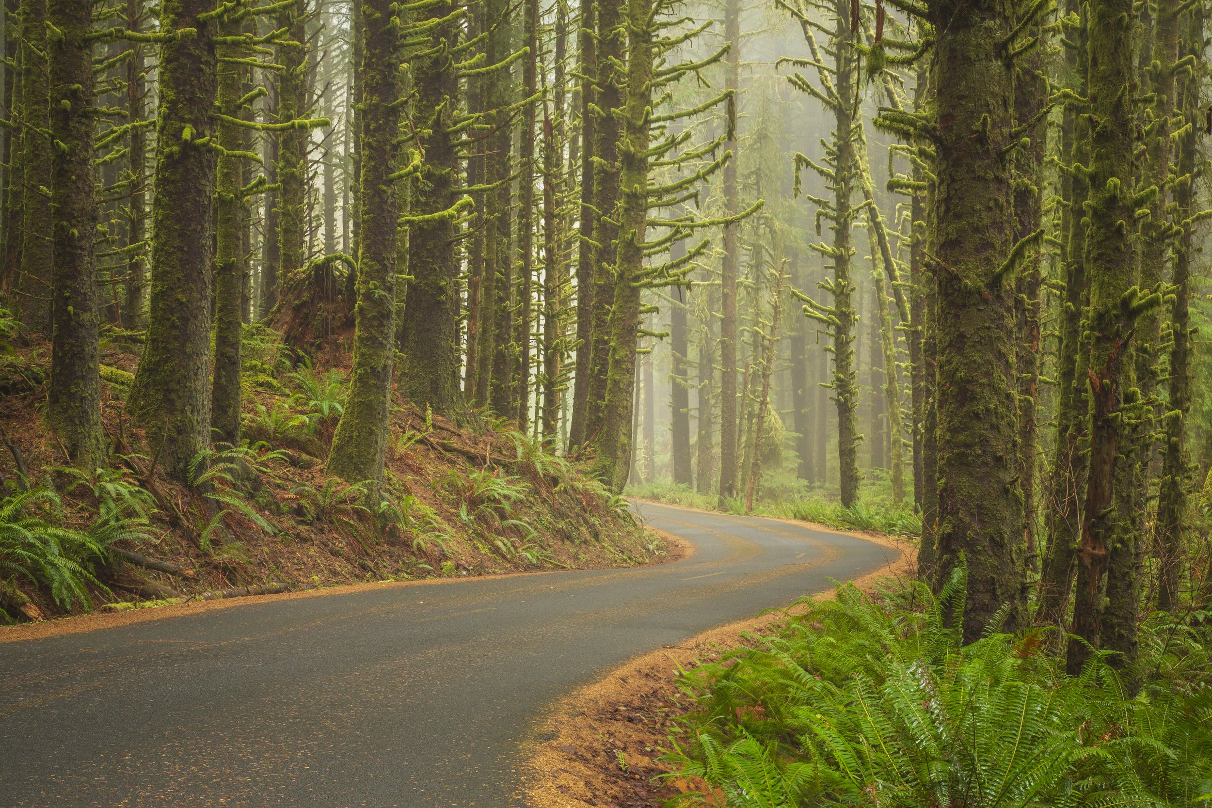 Rainforest curves.jpg