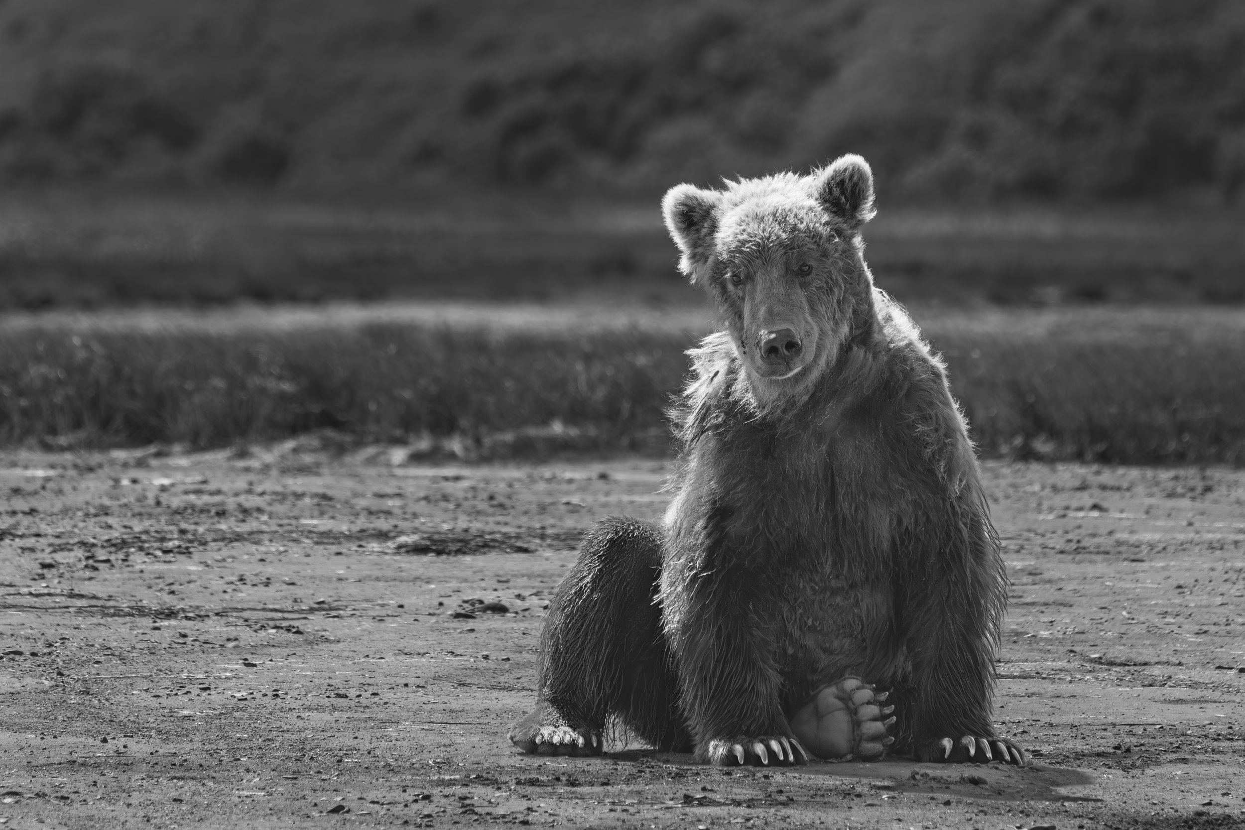 Goofy Bear.jpg