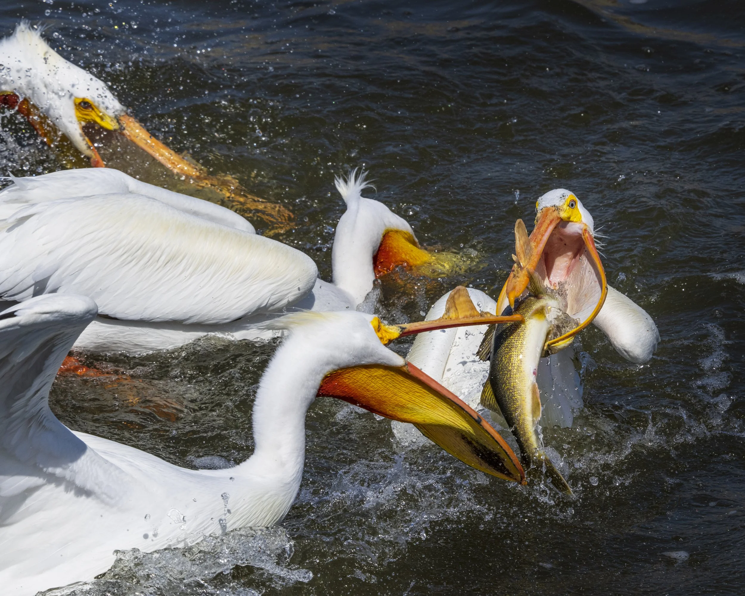 Pelican battle.jpg